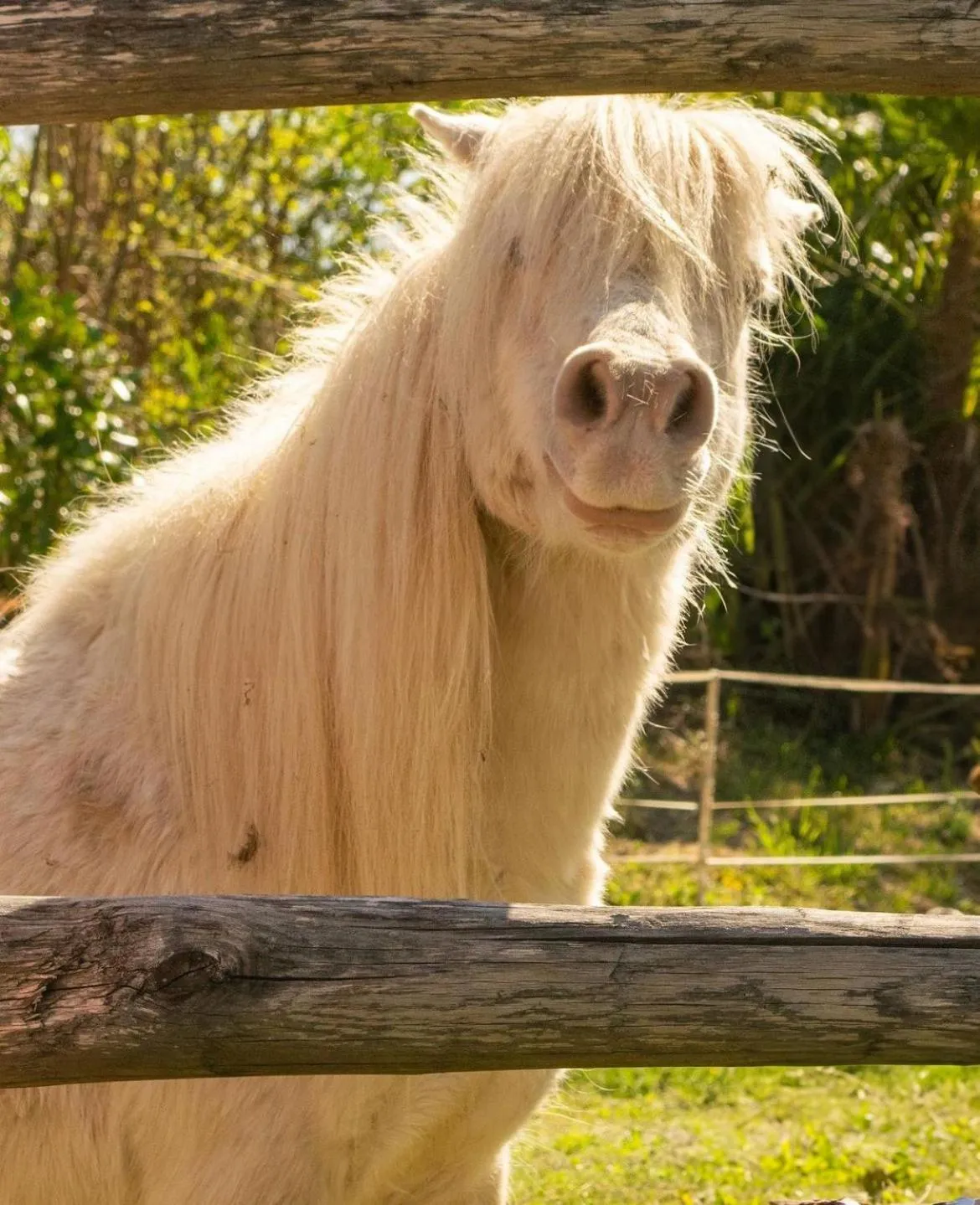 Animals in Albergo Losone