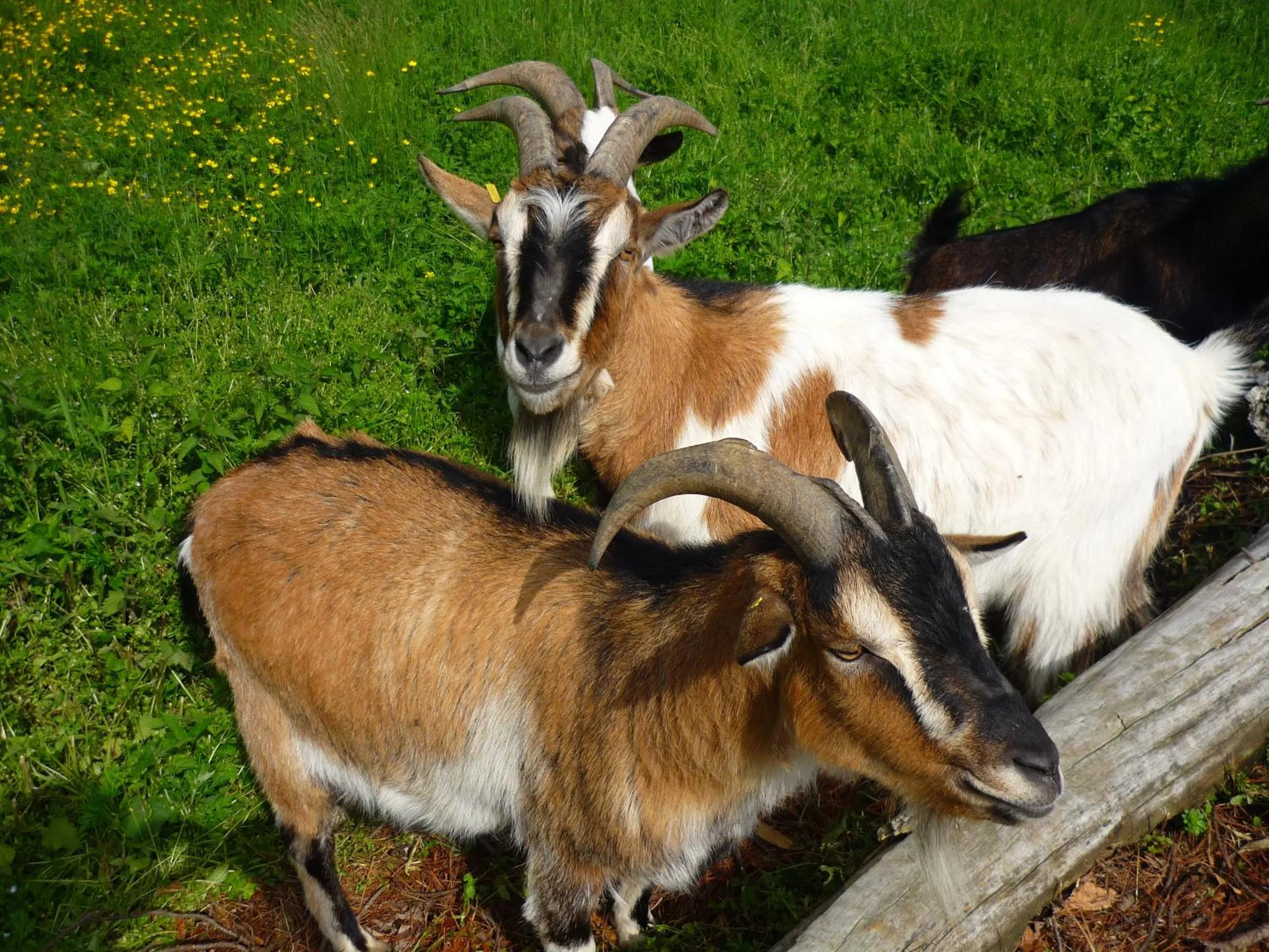 Kids's club in Albergo Losone