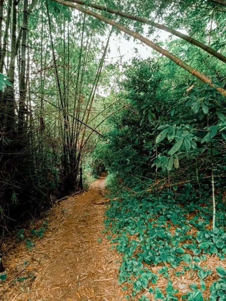 Raw Camping at Camping Paradise Singalong Mountain Garden