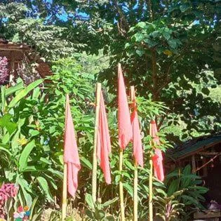 Raw Camping at Camping Paradise Singalong Mountain Garden