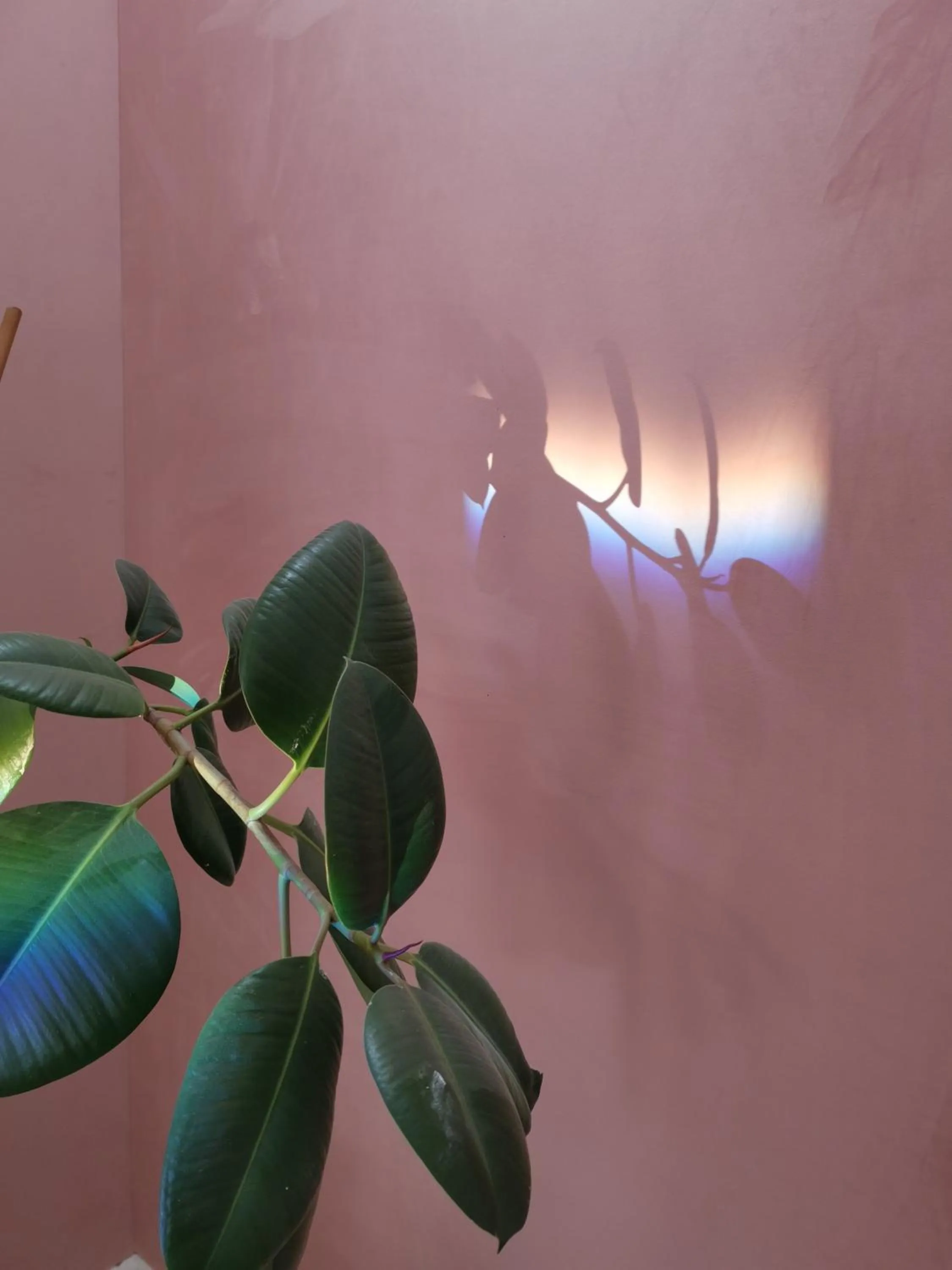 Spring in JARDIN D'HIVER CASSEL Suite de 70 m2