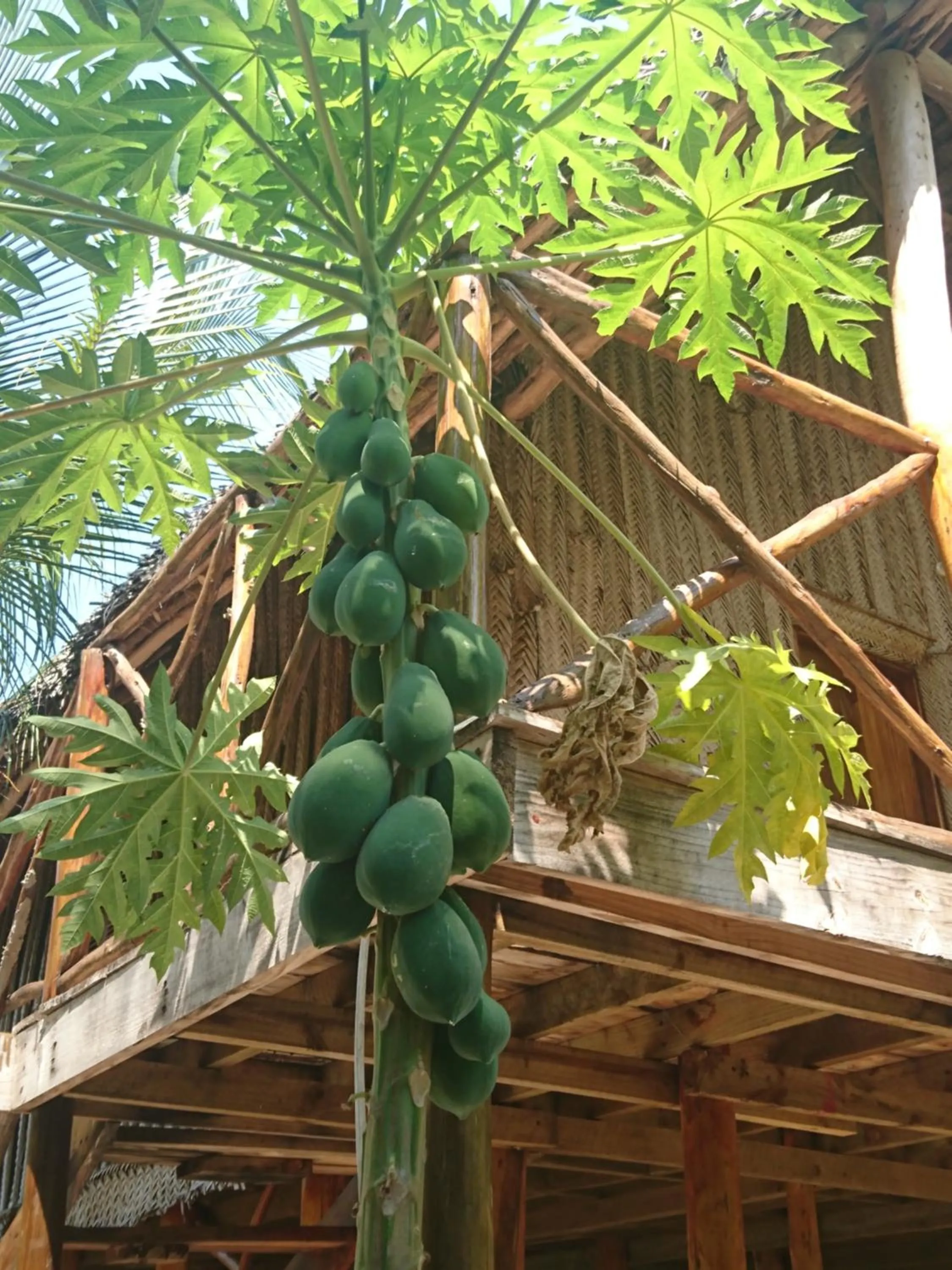 Garden view in COCO REEF ECOLODGE