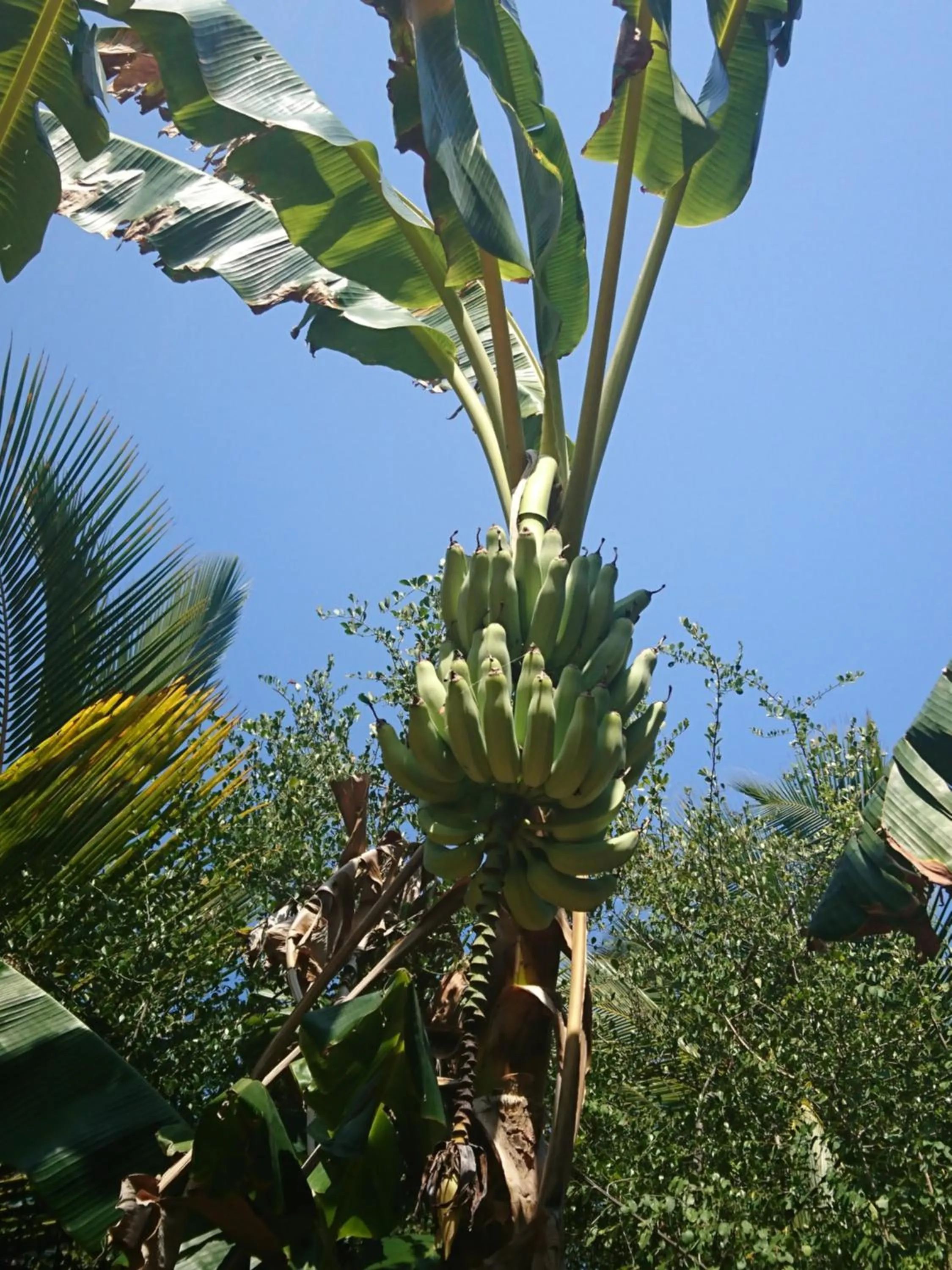 Garden view in COCO REEF ECOLODGE