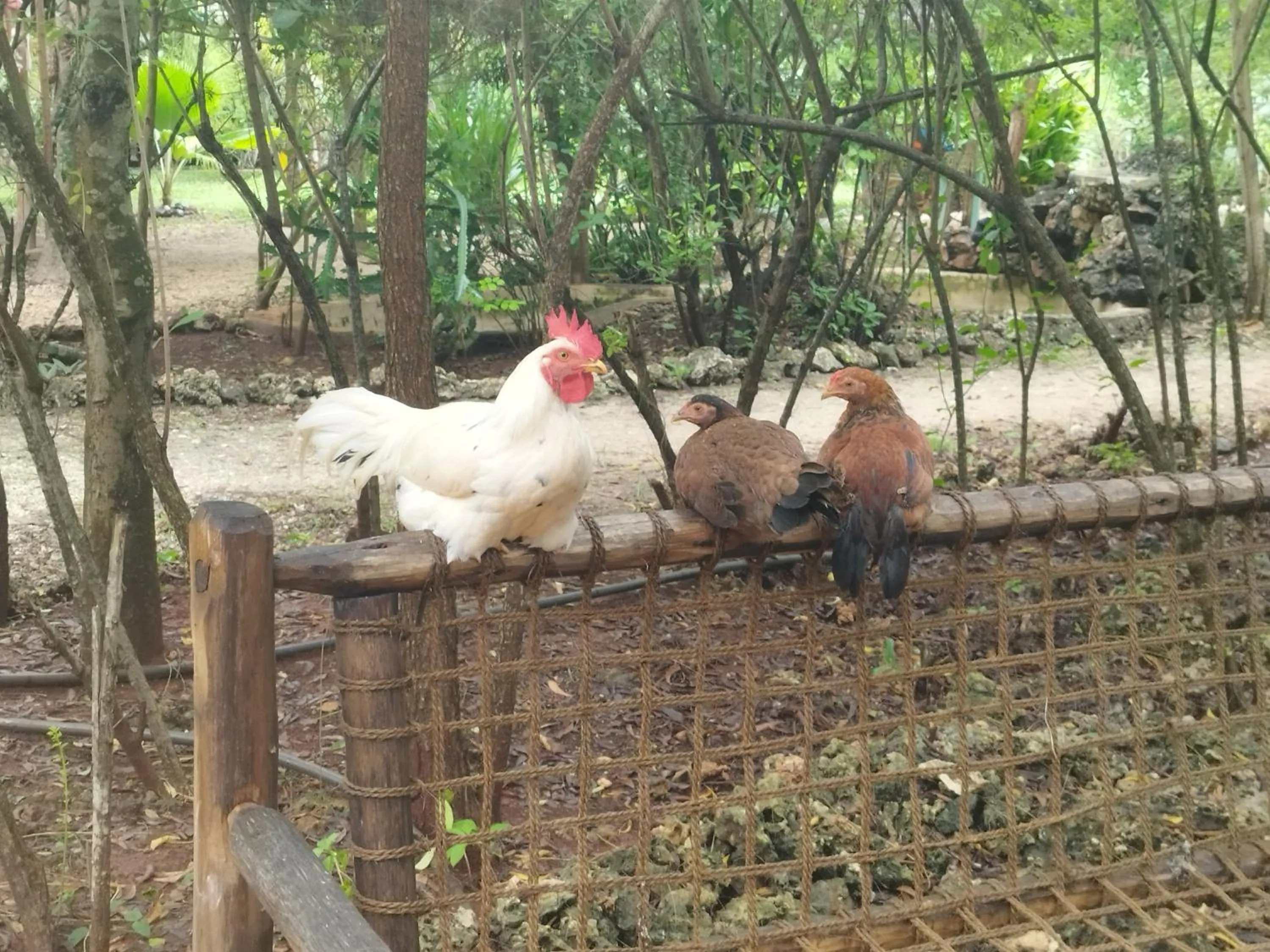 Animals in COCO REEF ECOLODGE