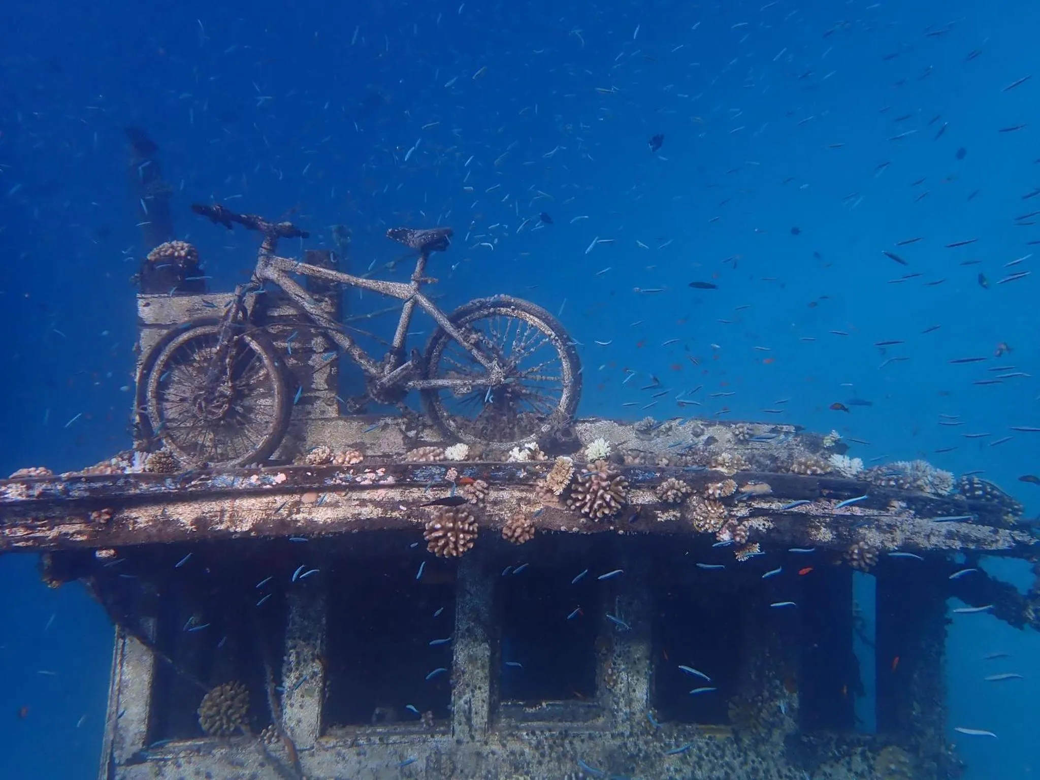 Diving in Wow Inn Keyodhoo