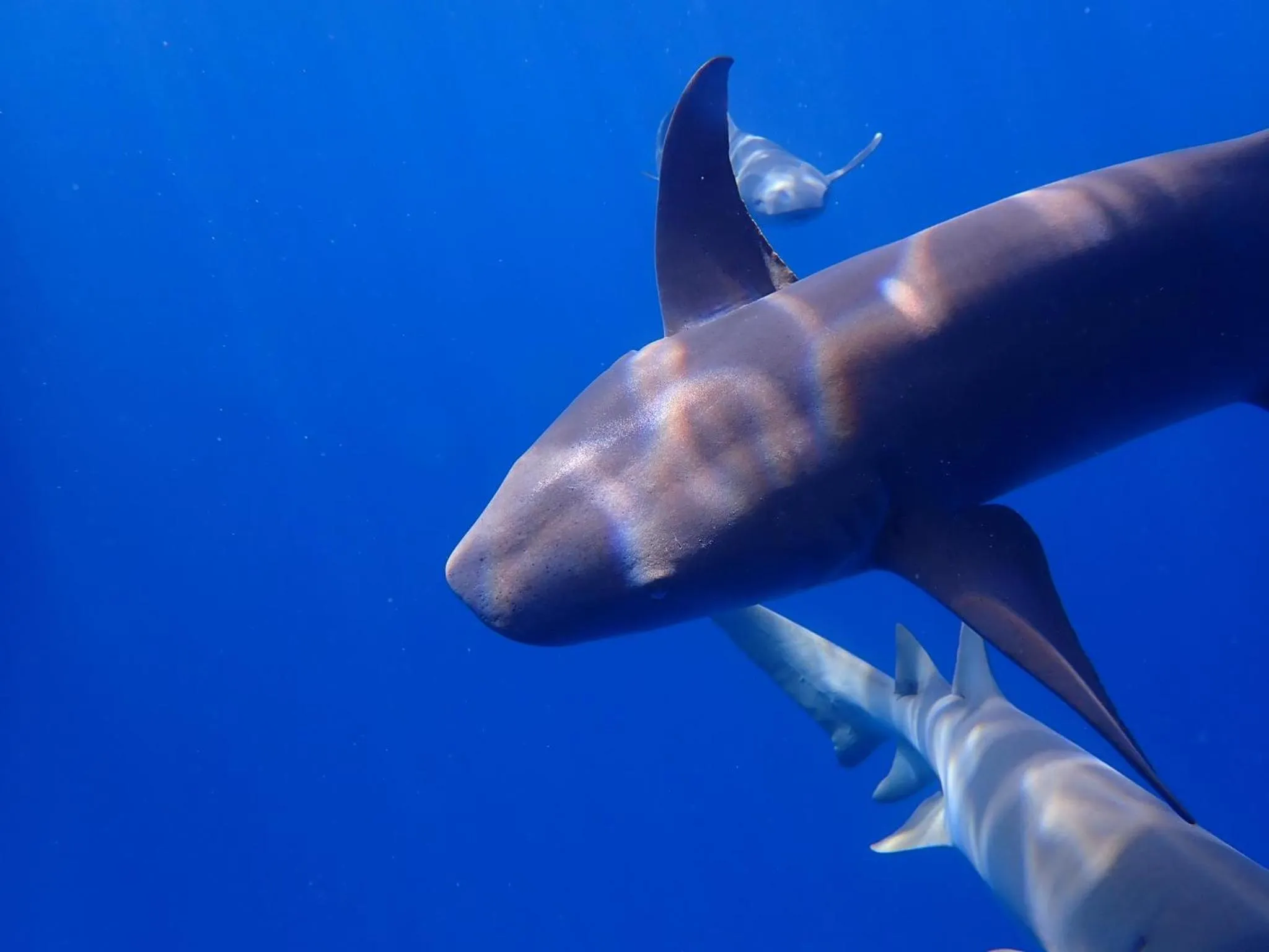 Snorkeling in Wow Inn Keyodhoo