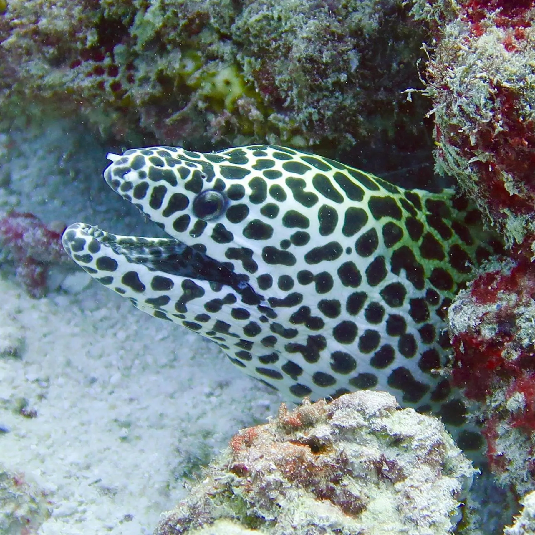 Snorkeling in Wow Inn Keyodhoo