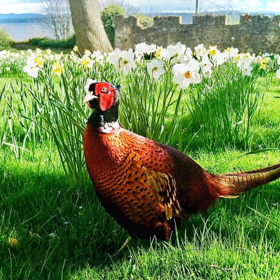 Garden in The Inn At Charlestown