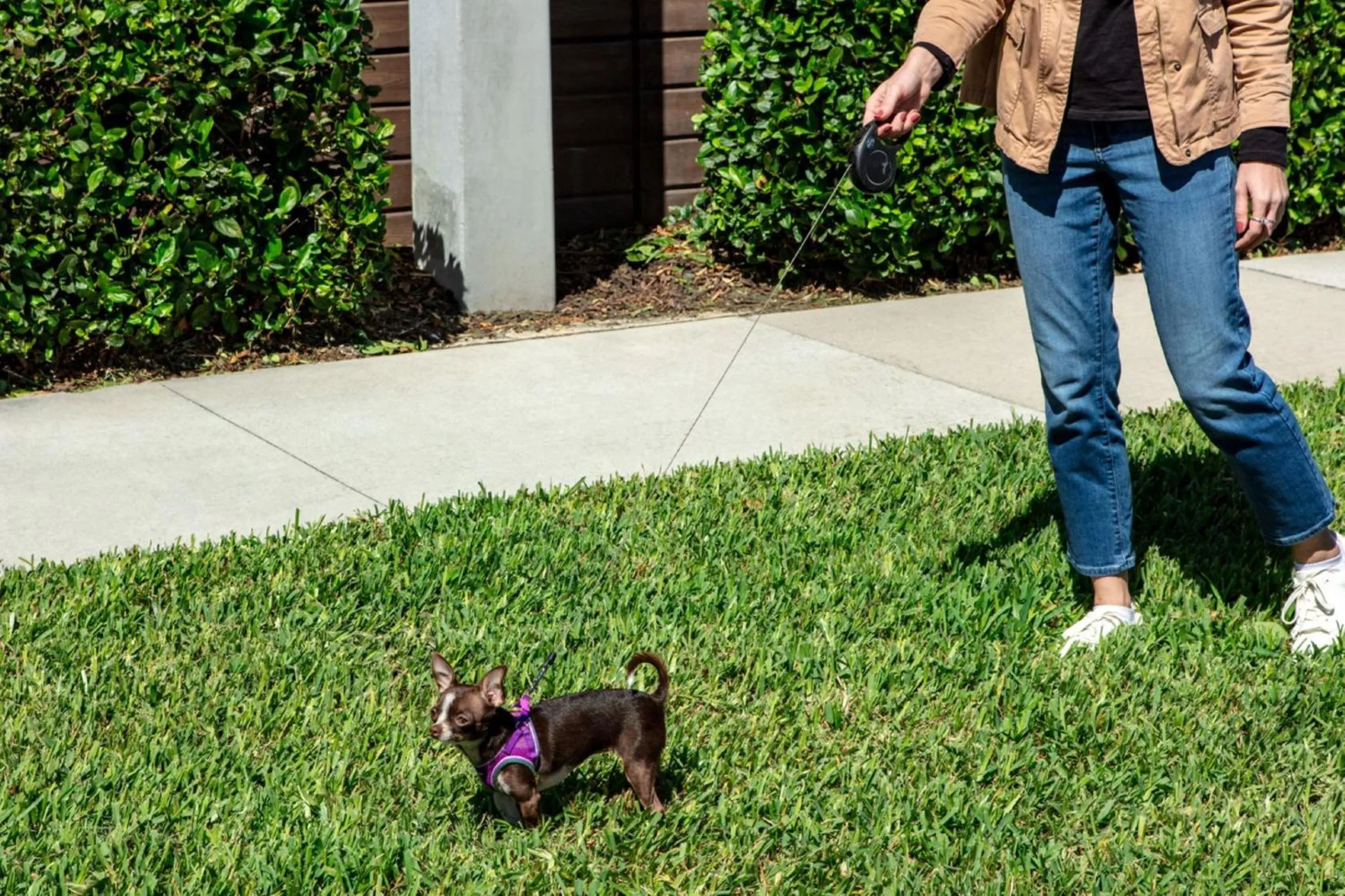 pet friendly in Aloft Orlando International Drive by Marriott