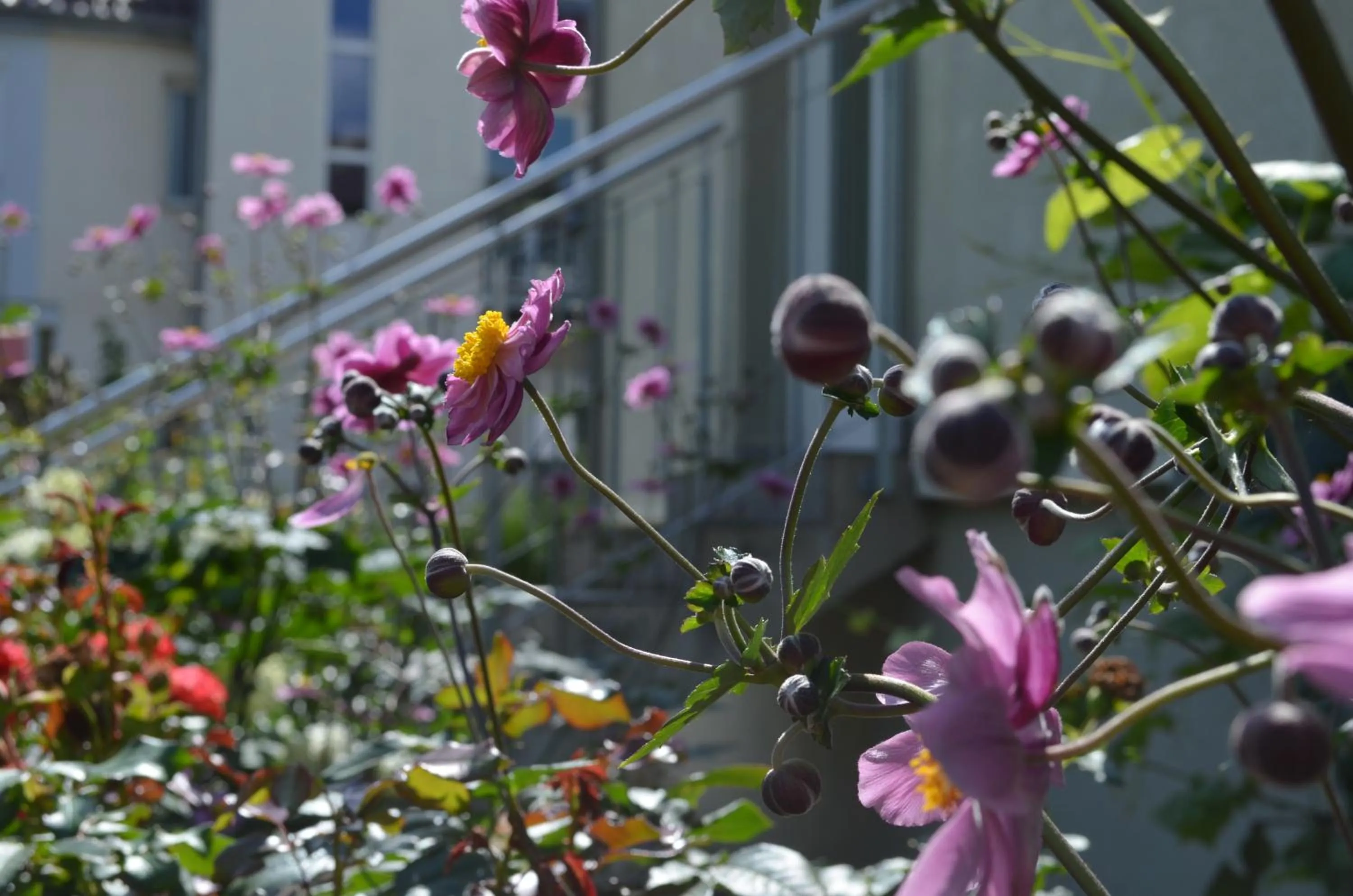 Garden in Hotel Ochsen Stuttgart
