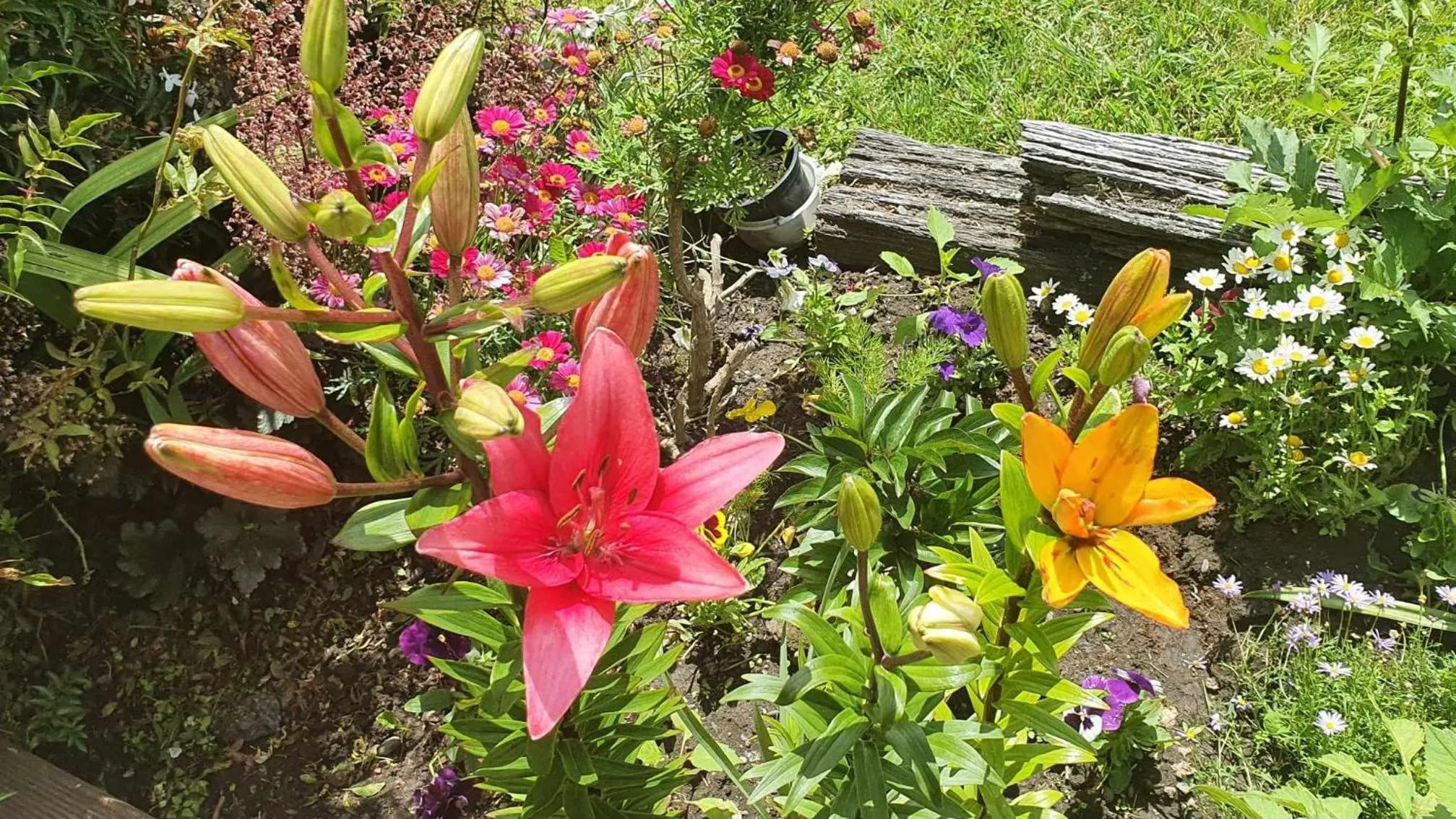 Spring in Century House B & B flatlette