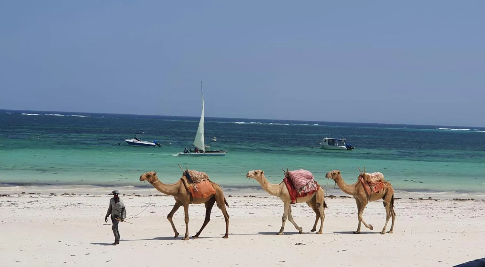 Animals in Asha Boutique Hotel