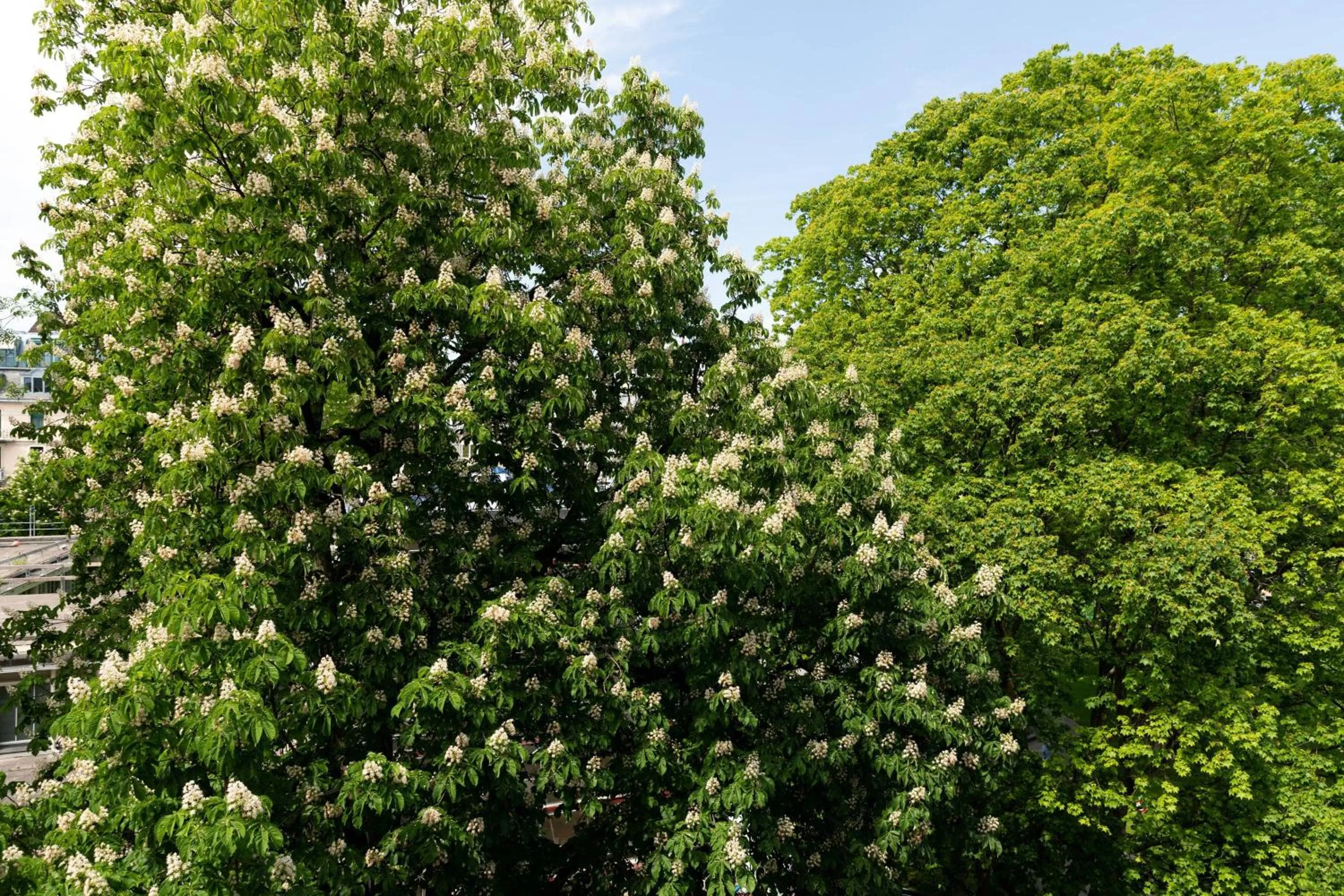 Photo of the whole room in The Hotel Lucerne, Autograph Collection