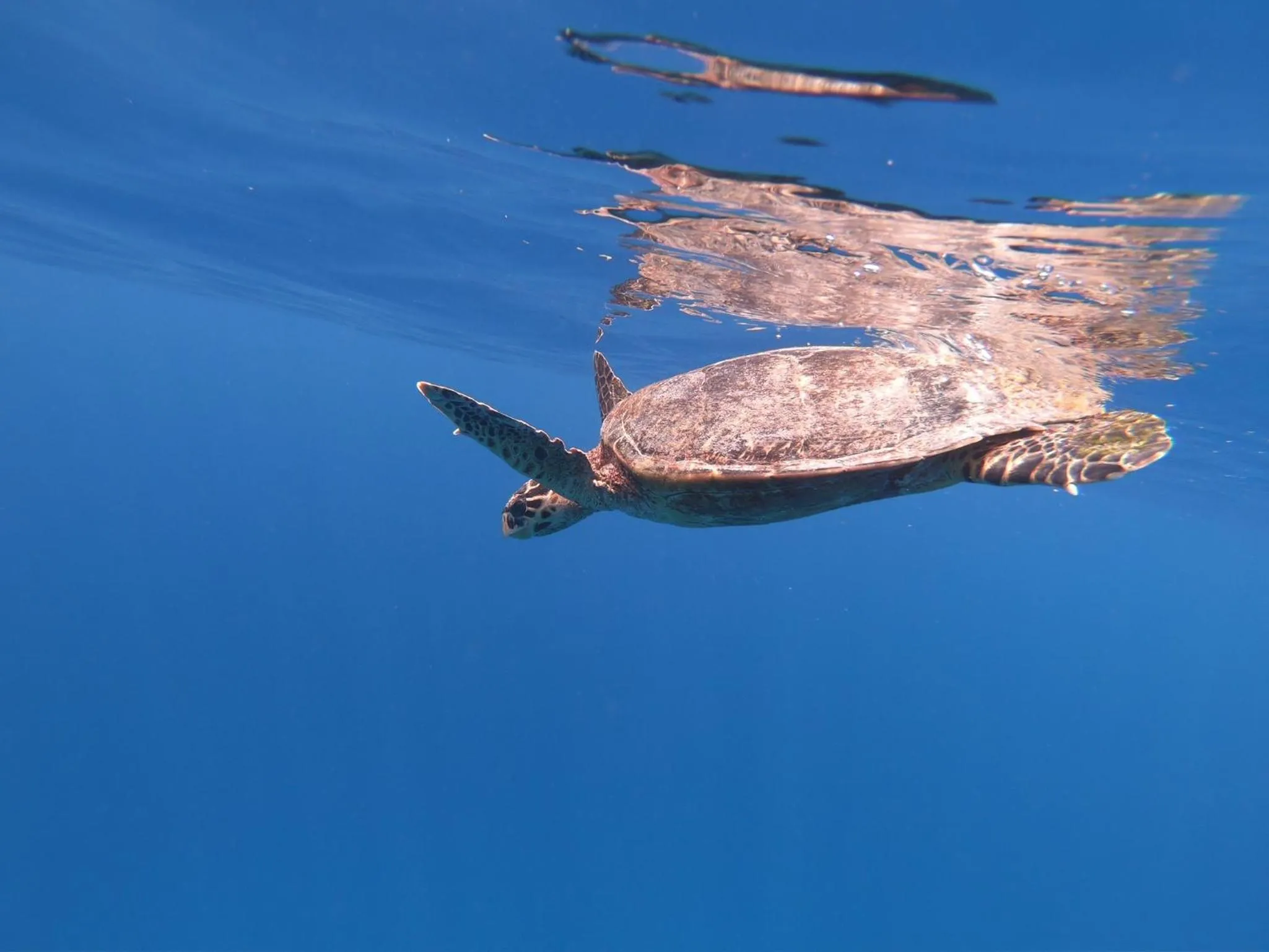 Activities in Kamadhoo Inn