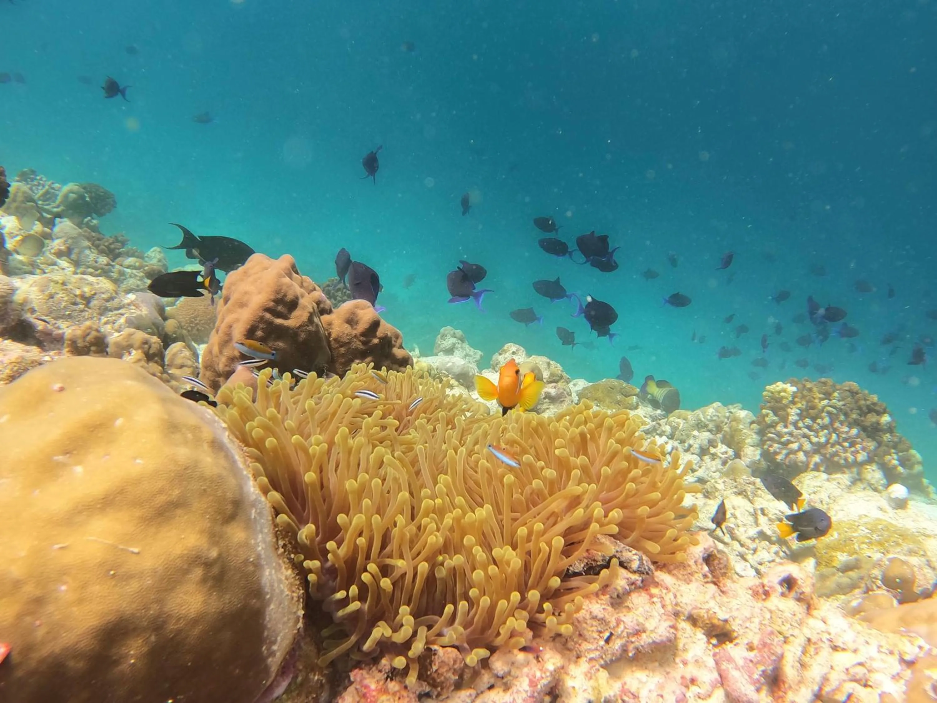 Activities in Kamadhoo Inn