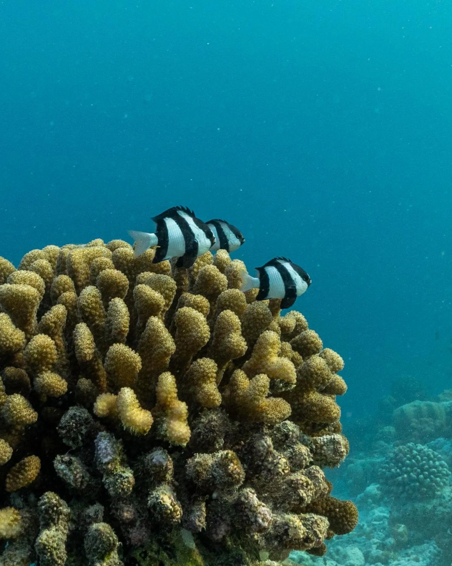 Snorkeling in Kamadhoo Inn