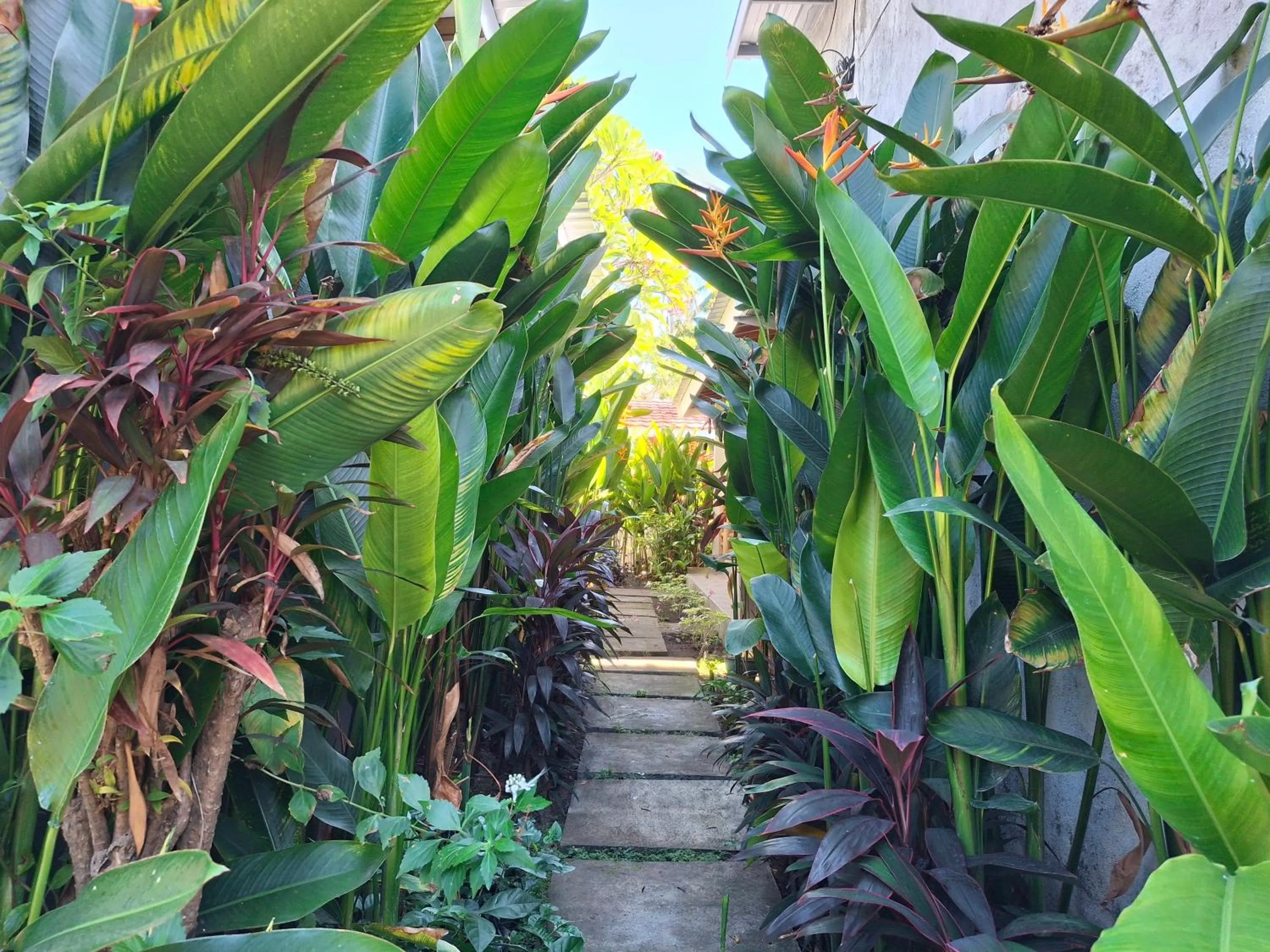 Natural landscape in Sammy Cottage Senggigi