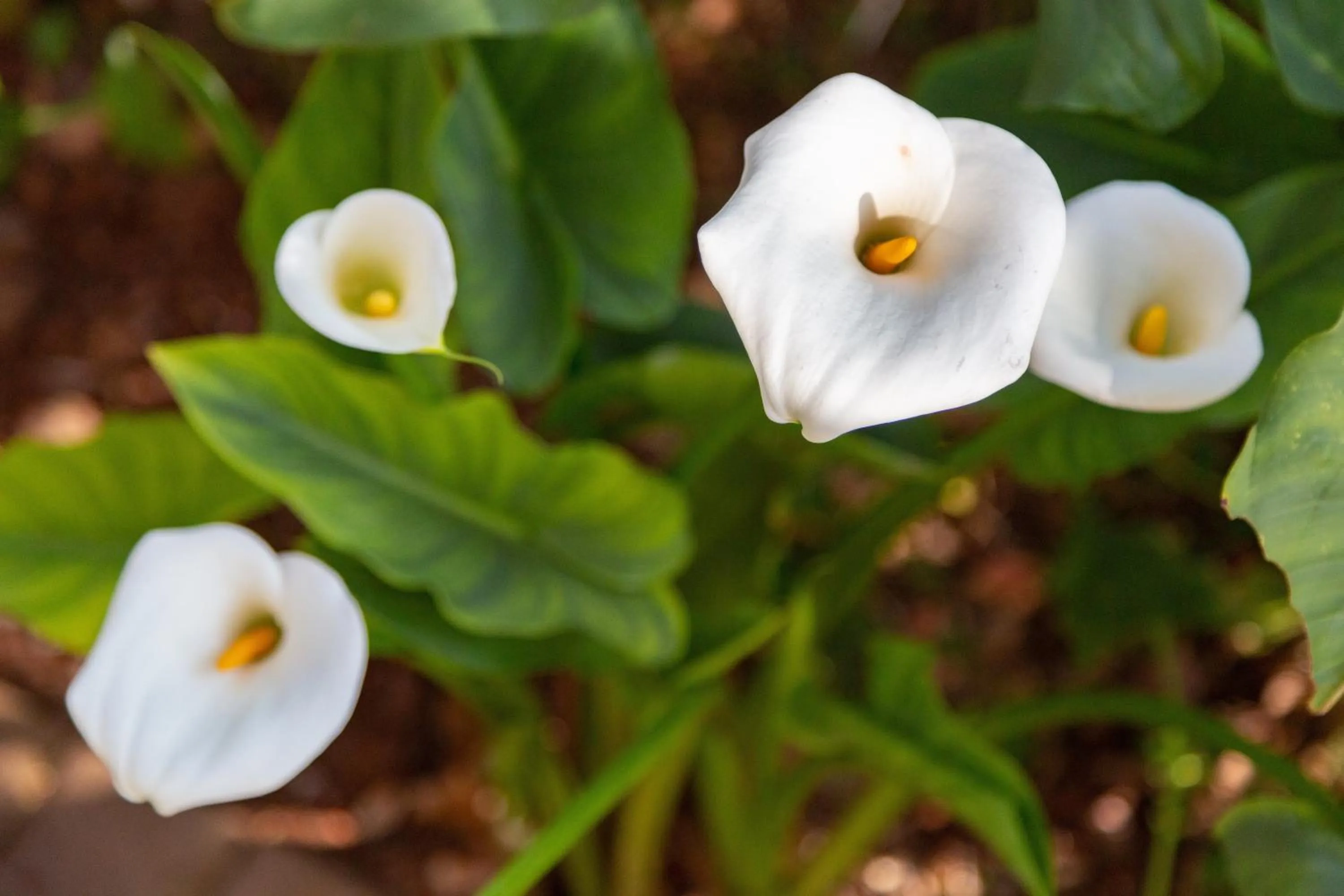 Garden in Glen Maine Guest House