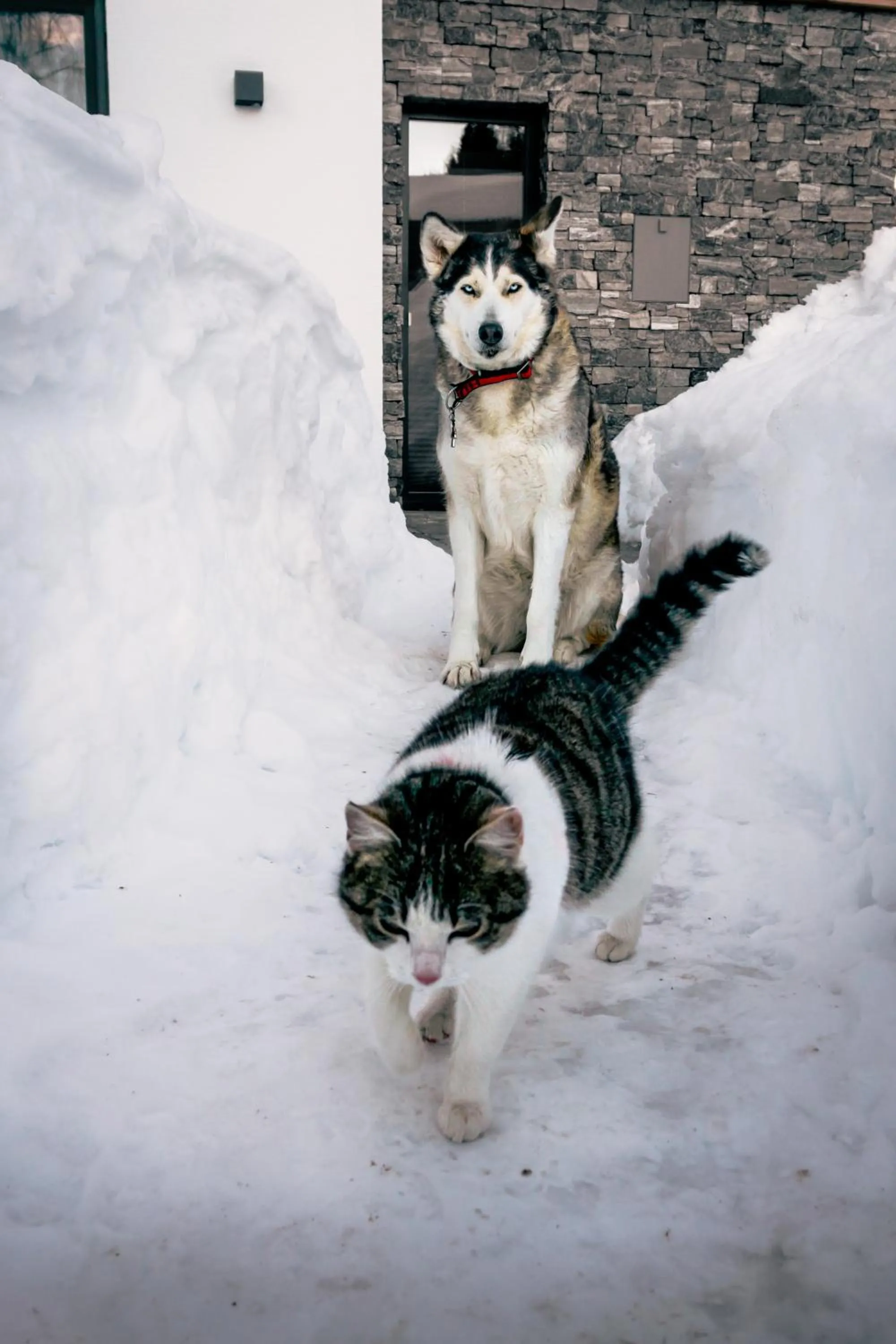 Pets in Gut Stein Panoramalodge