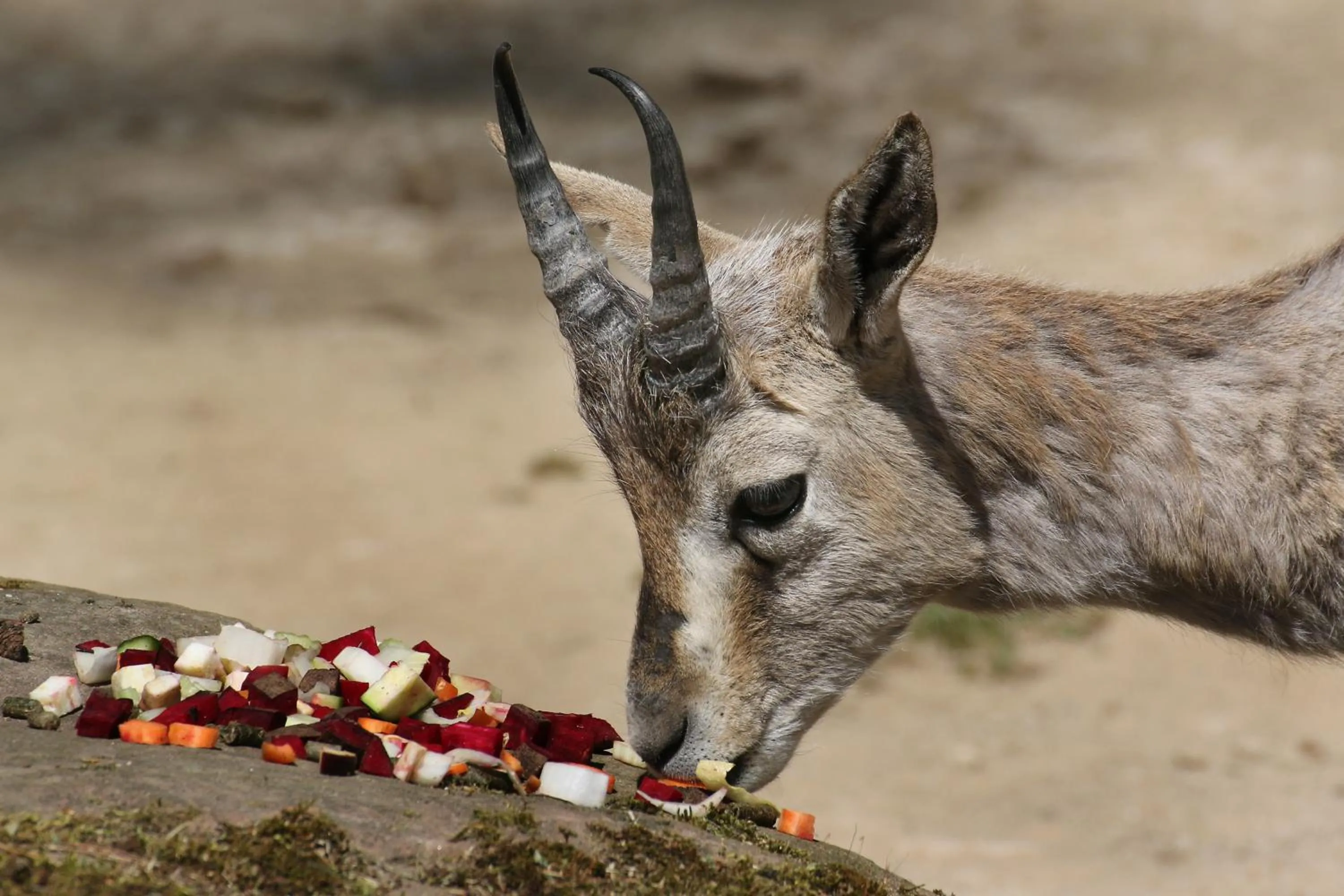 Animals in Landhotel Seerose