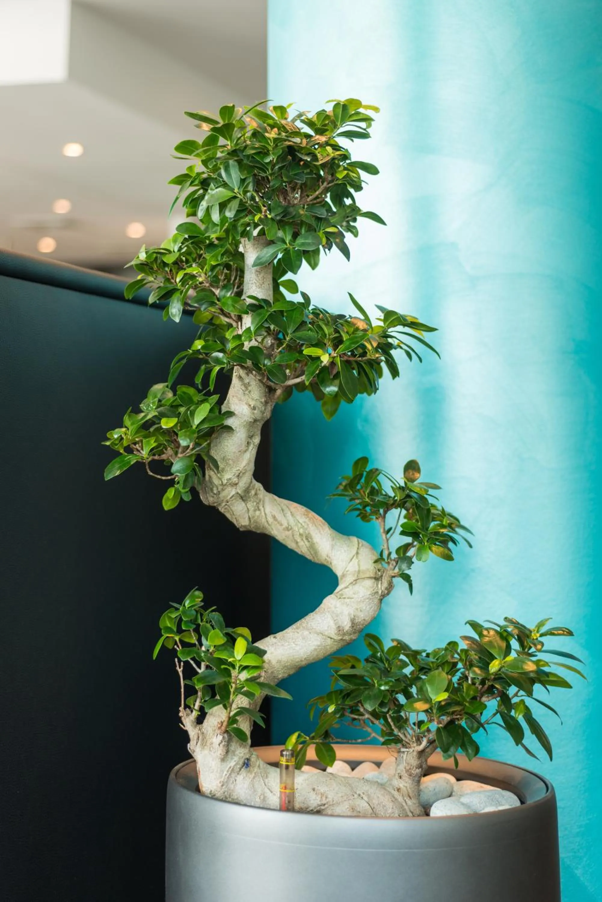 Restaurant/places to eat in Rheinterrassen Hotel Café Restaurant