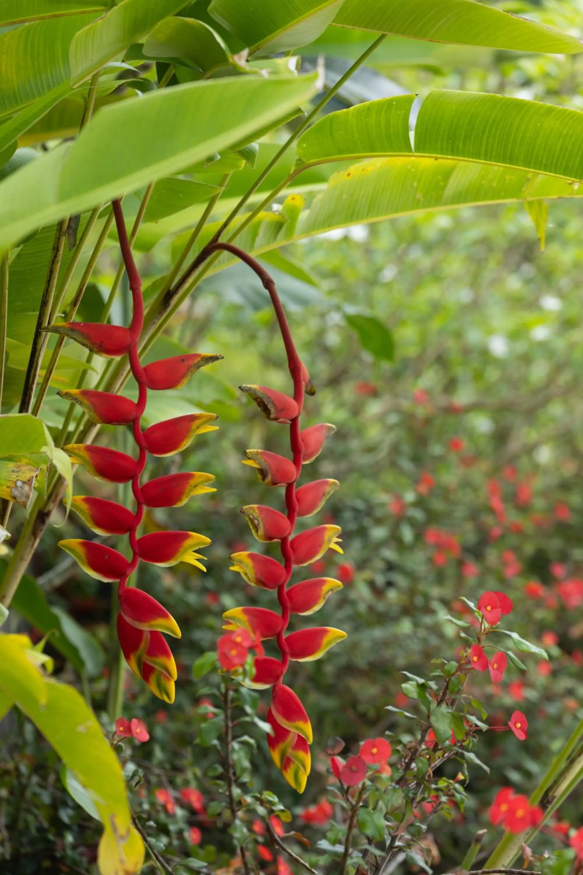 Garden in Paradise Chalets Yoga & Wellness