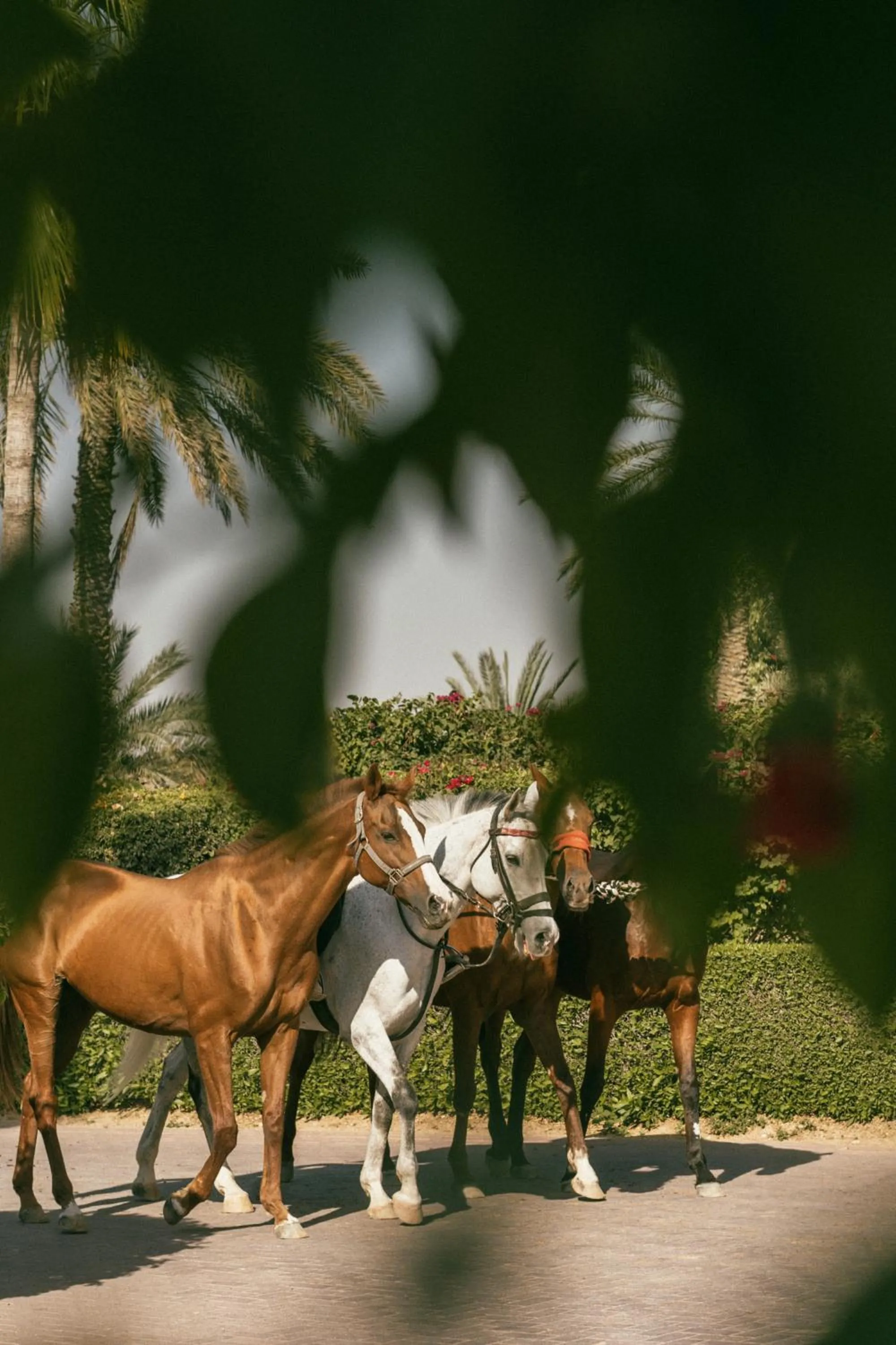 Activities in Meliá Desert Palm Member of Meliá Collection