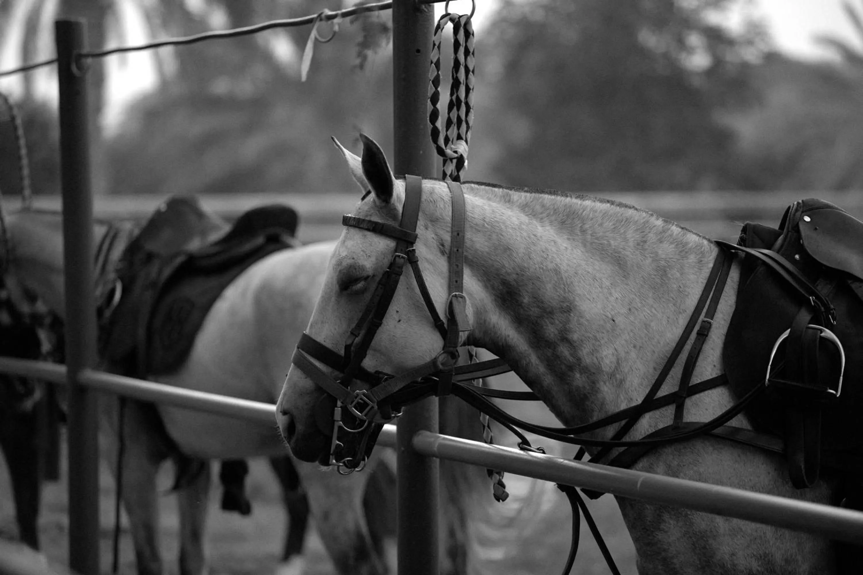 Entertainment in Meliá Desert Palm Member of Meliá Collection