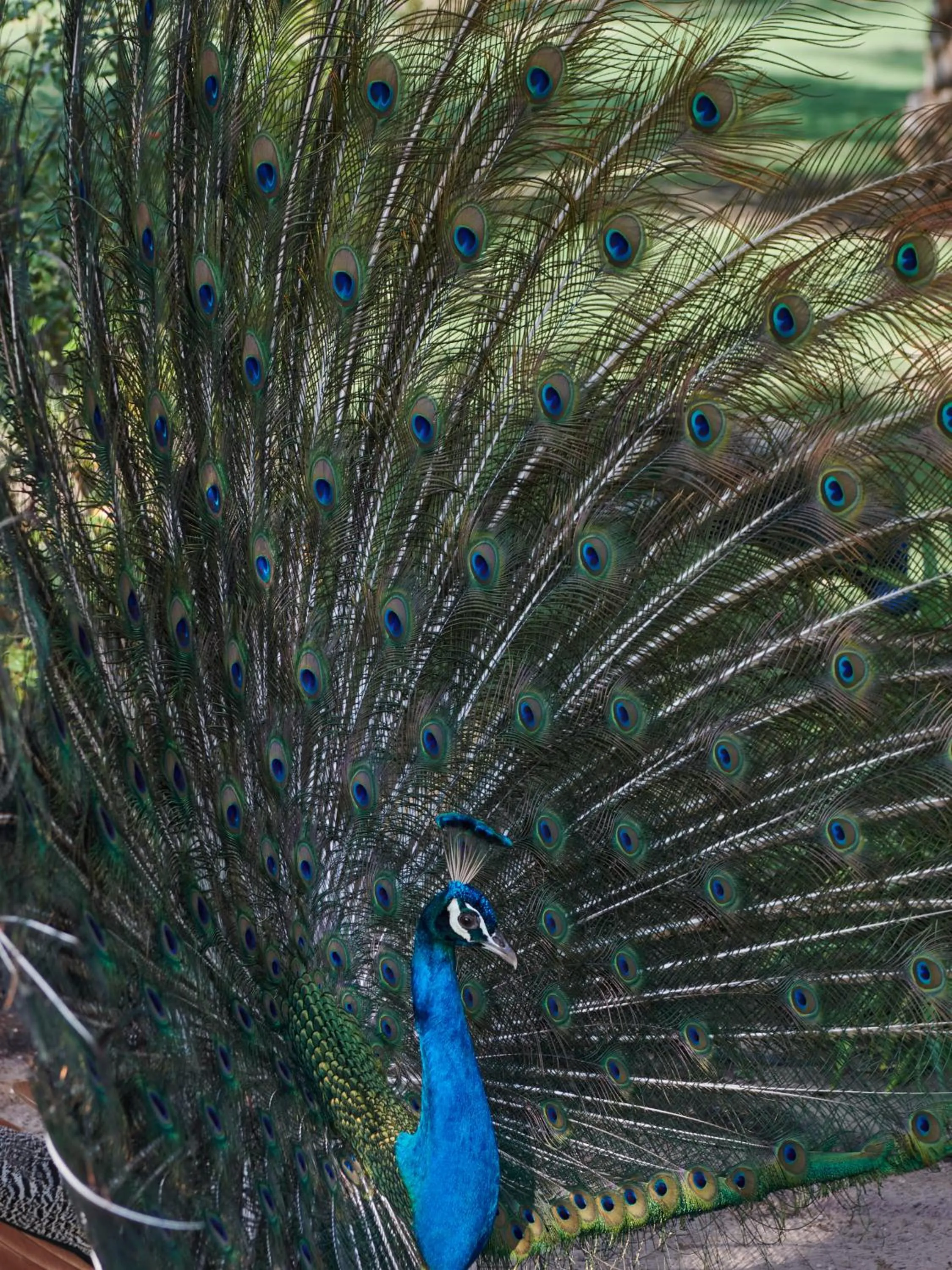 Other in Meliá Desert Palm Member of Meliá Collection