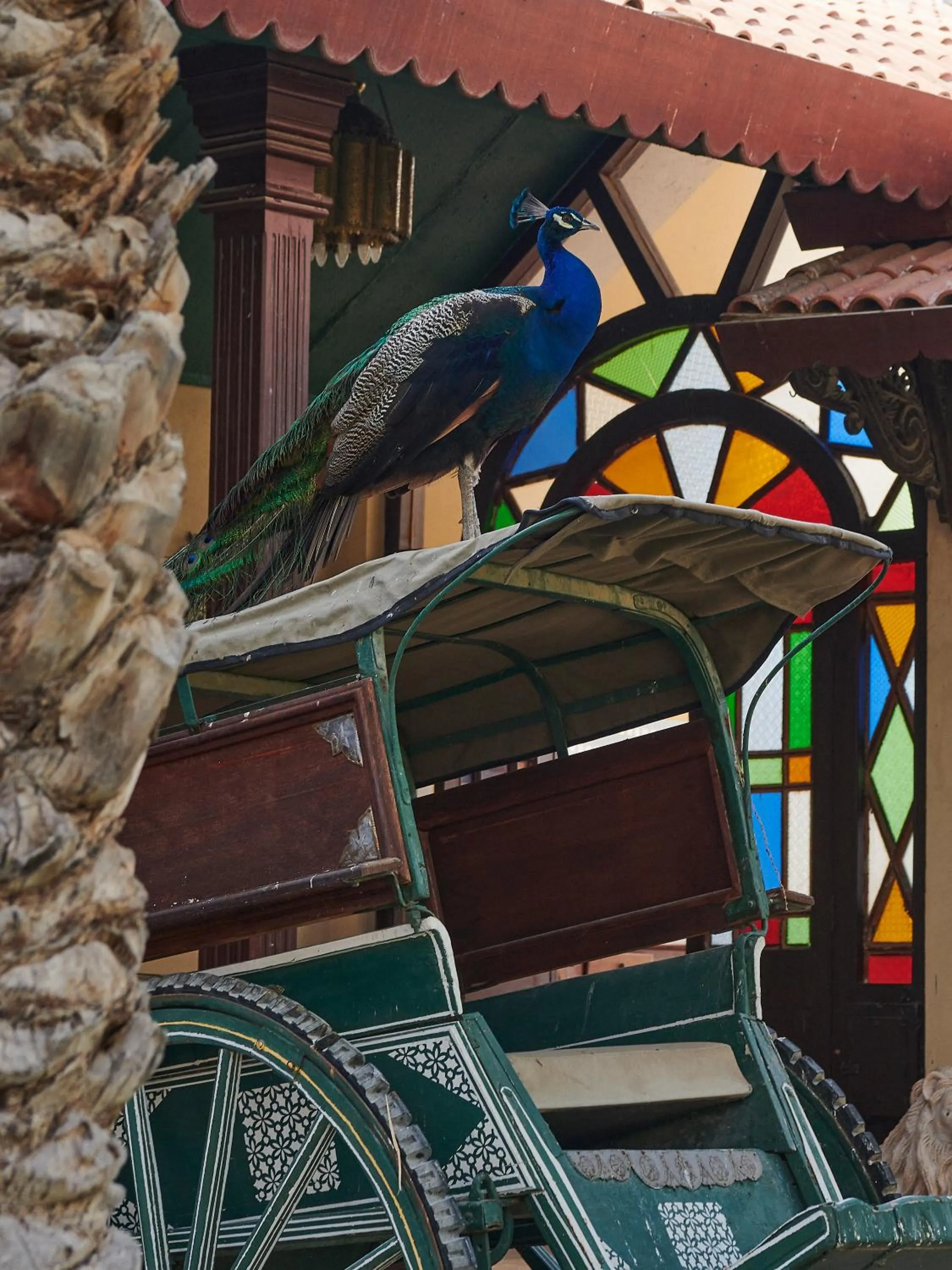 Other in Meliá Desert Palm Member of Meliá Collection