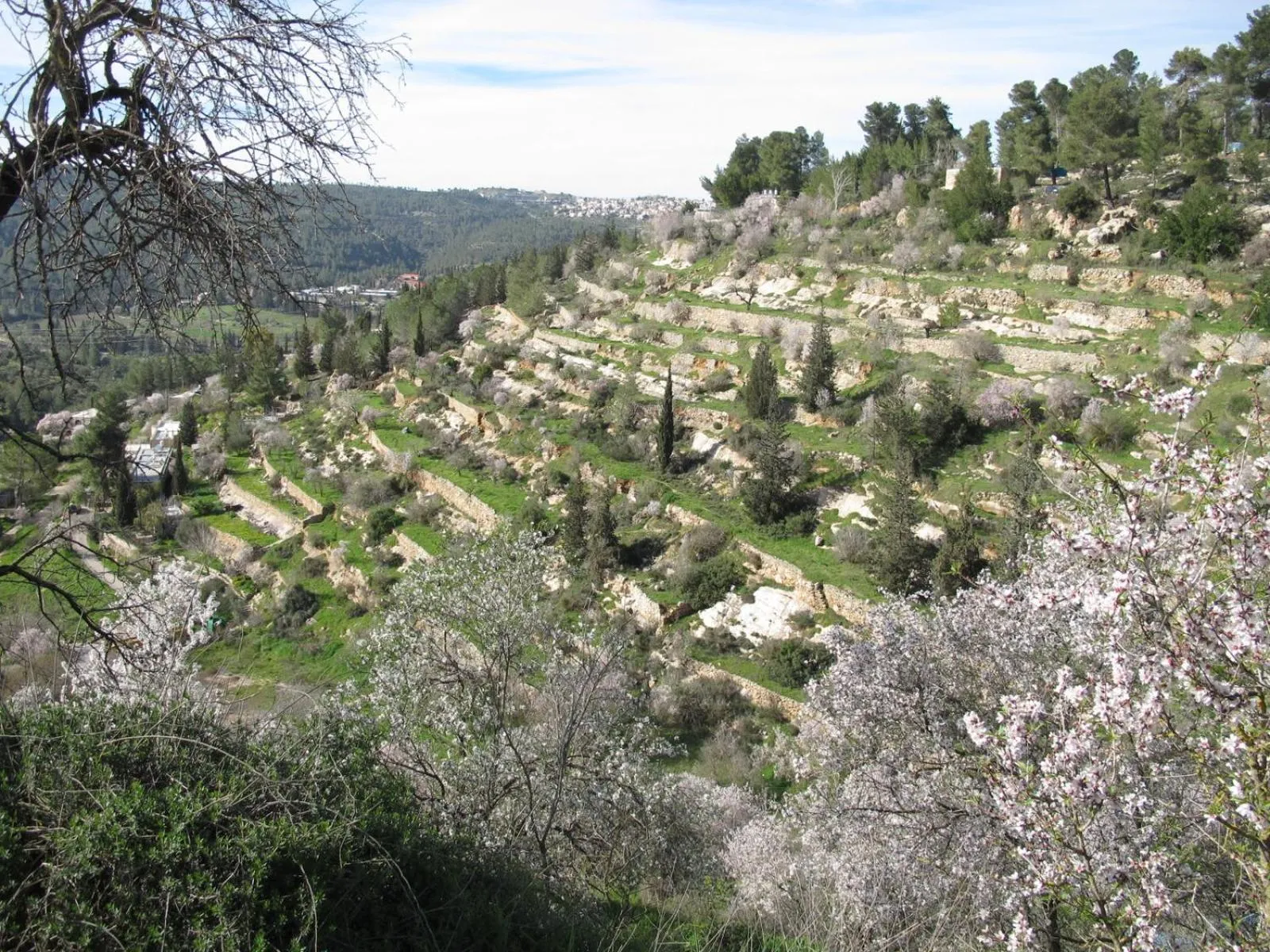 Natural landscape in Khan Ein Karem Boutique Hotel