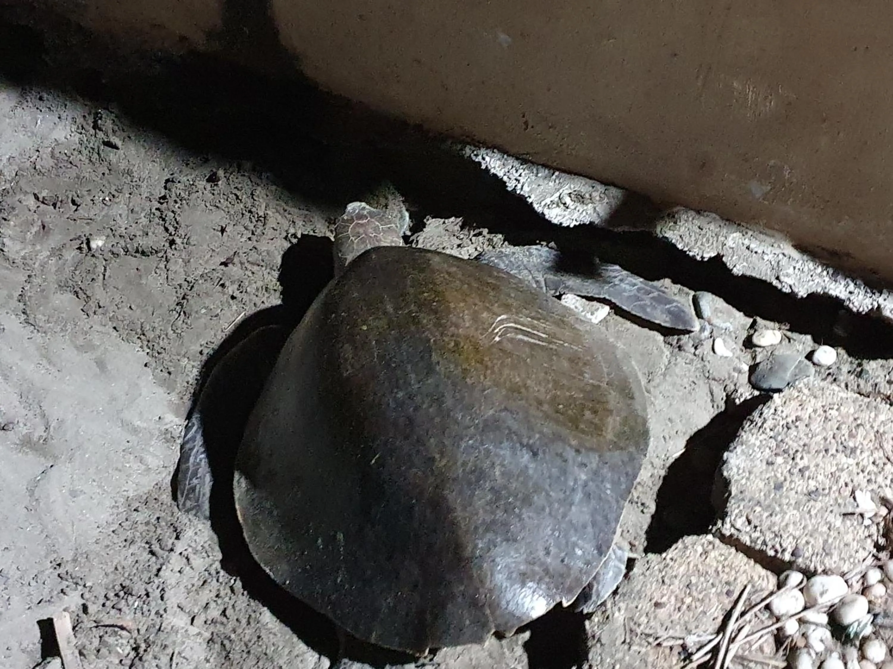 Property building in Bungalows La Perla Playa Azul