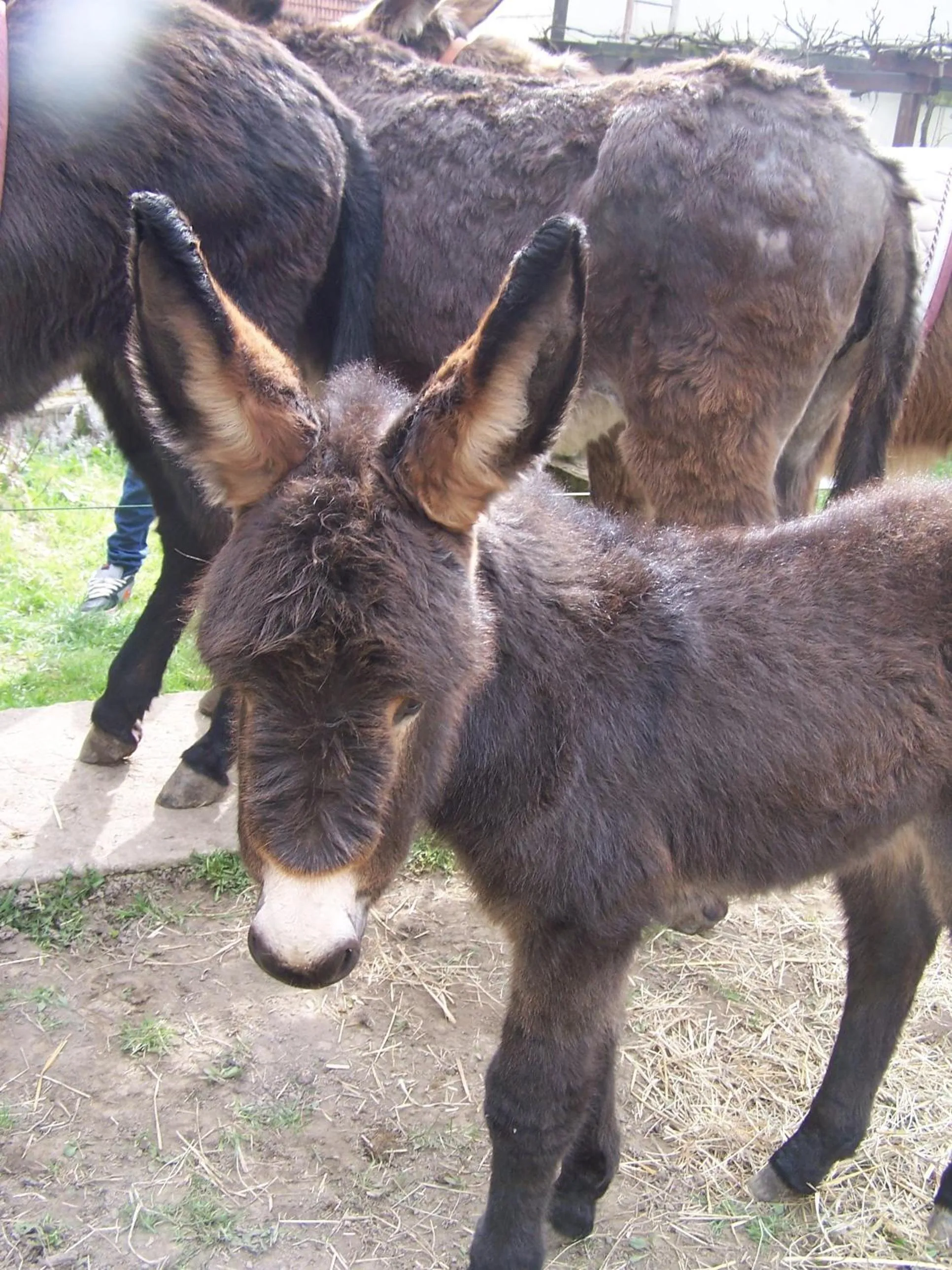 Area and facilities in Waldhotel Felschbachhof