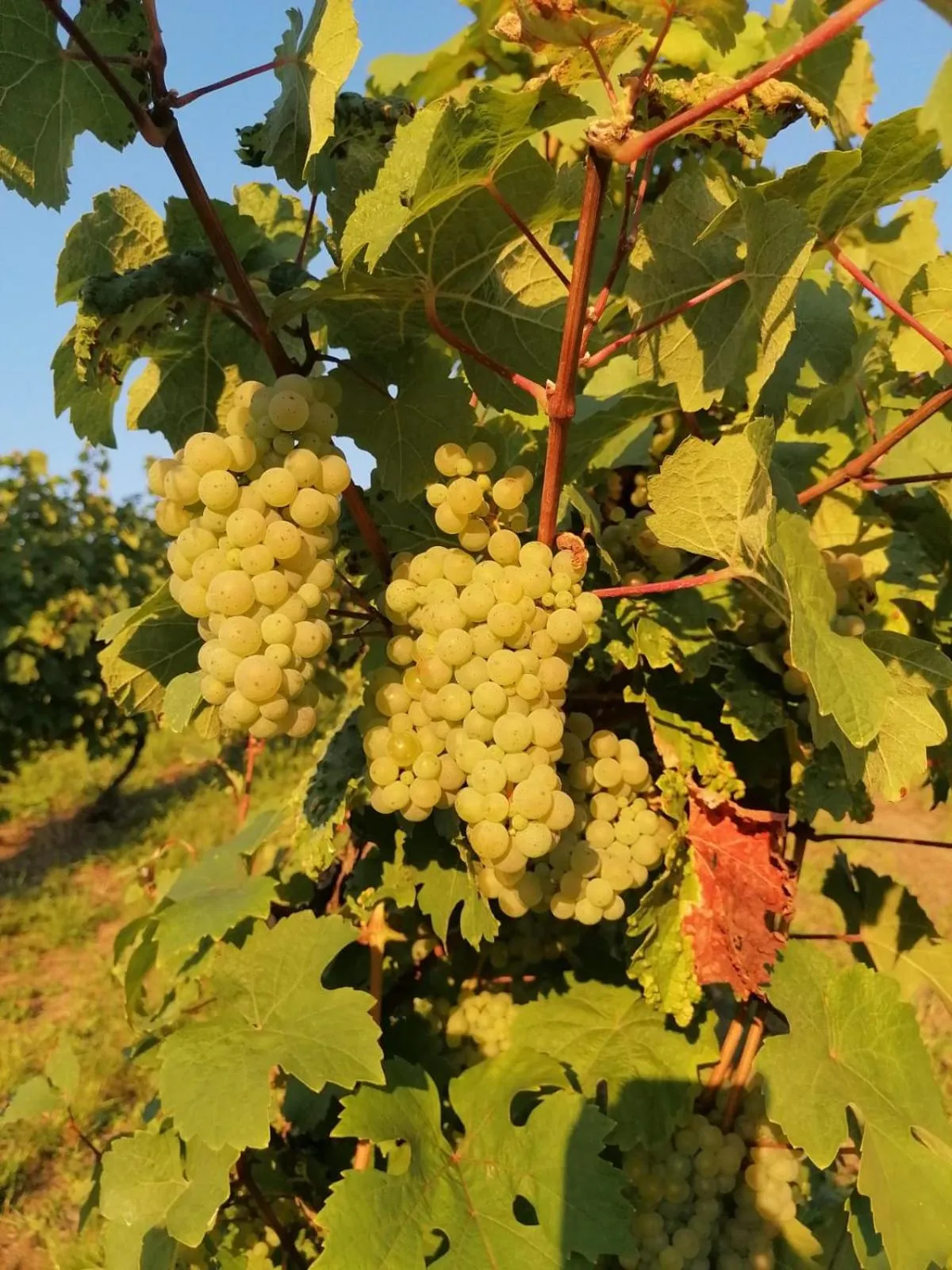 Day in Moselhotel Weinhaus Simon `Sauna`Restaurant`ELadesäule