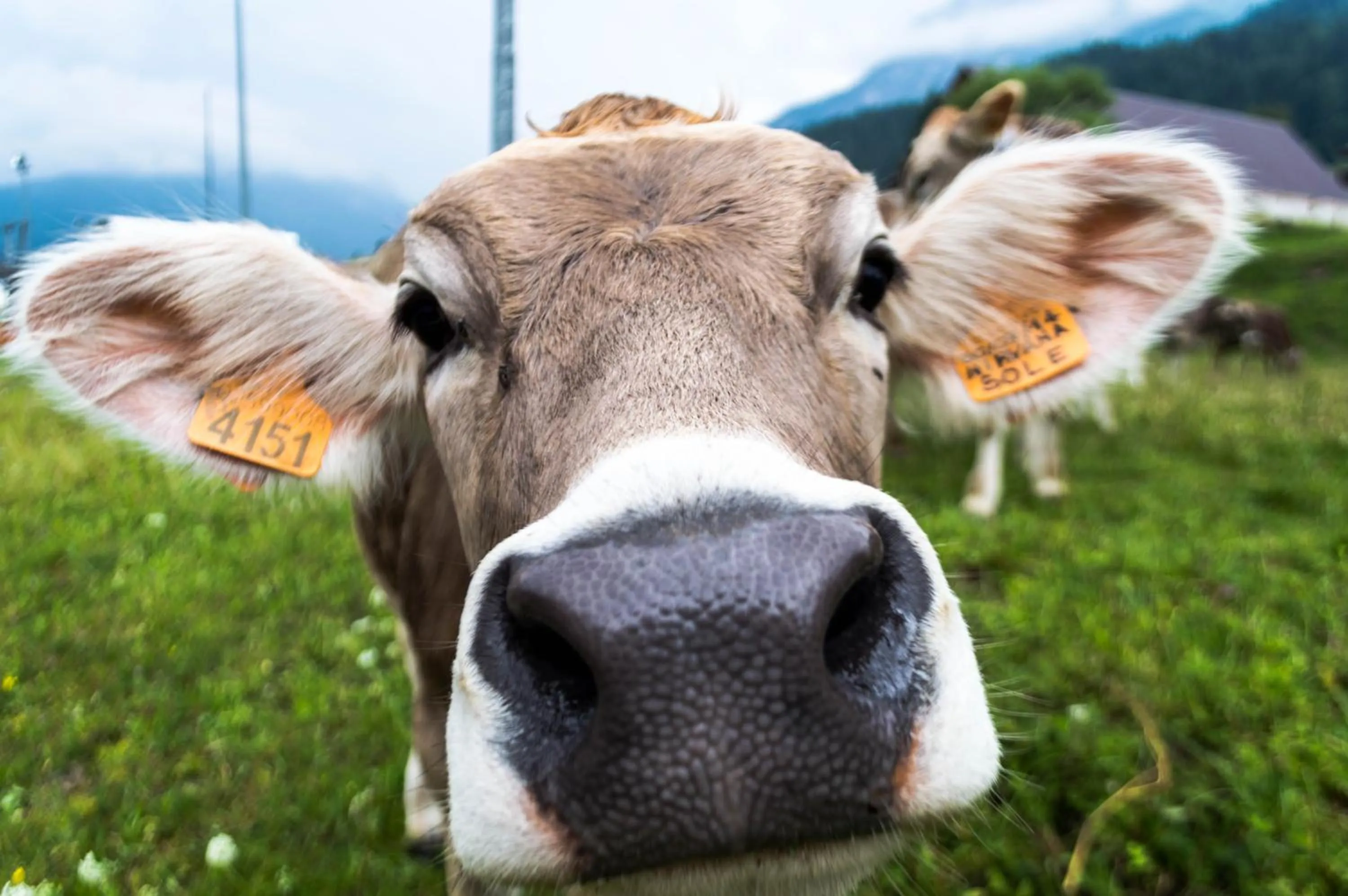 Natural landscape in Maison Boutique Fior d'Alpe