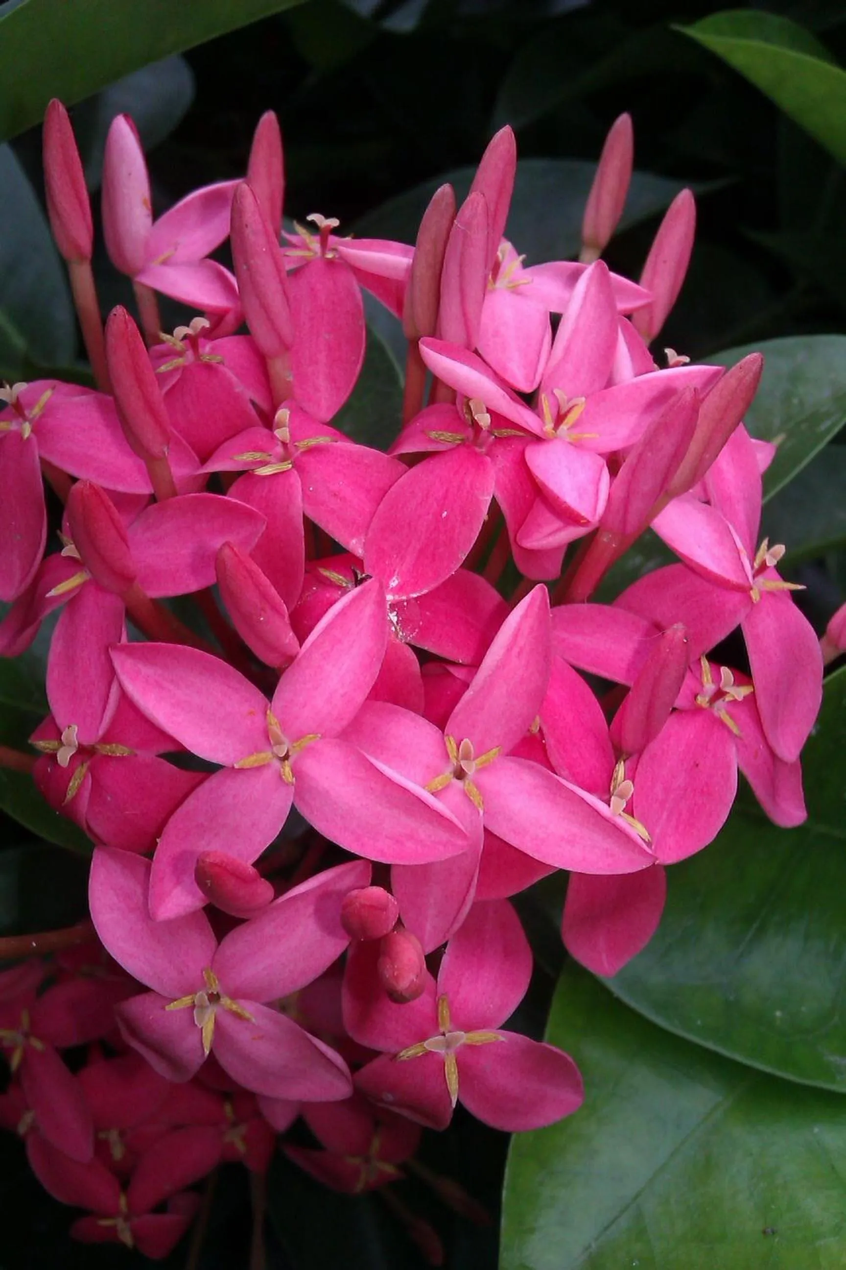 Lily Homestay Barrington Square Cameron Highlands.