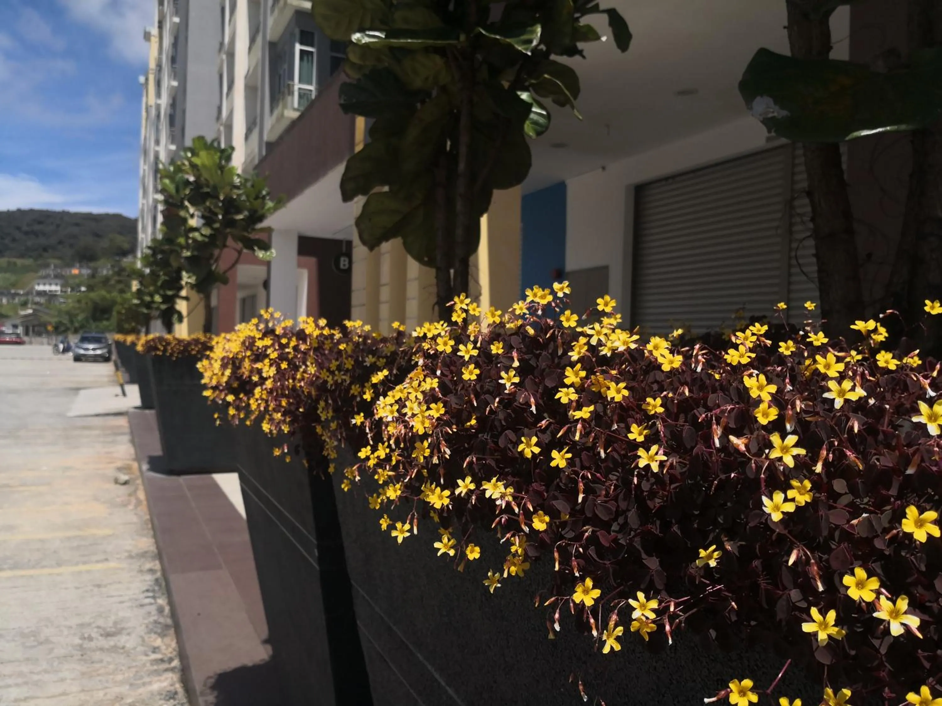 Lily Homestay Barrington Square Cameron Highlands.