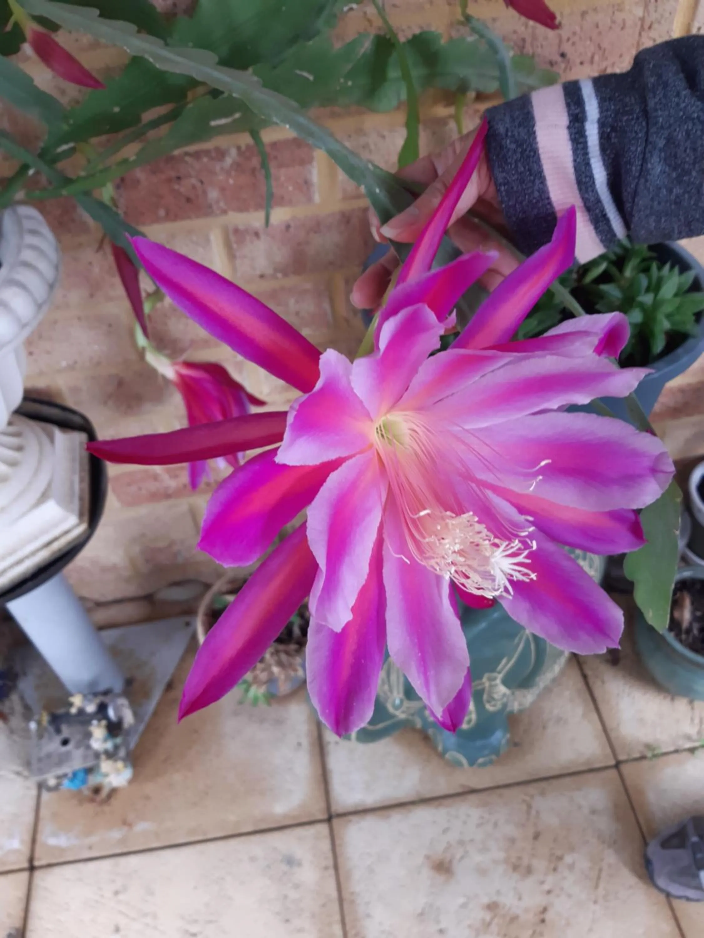 Garden in Mundaring Bed and Breakfast