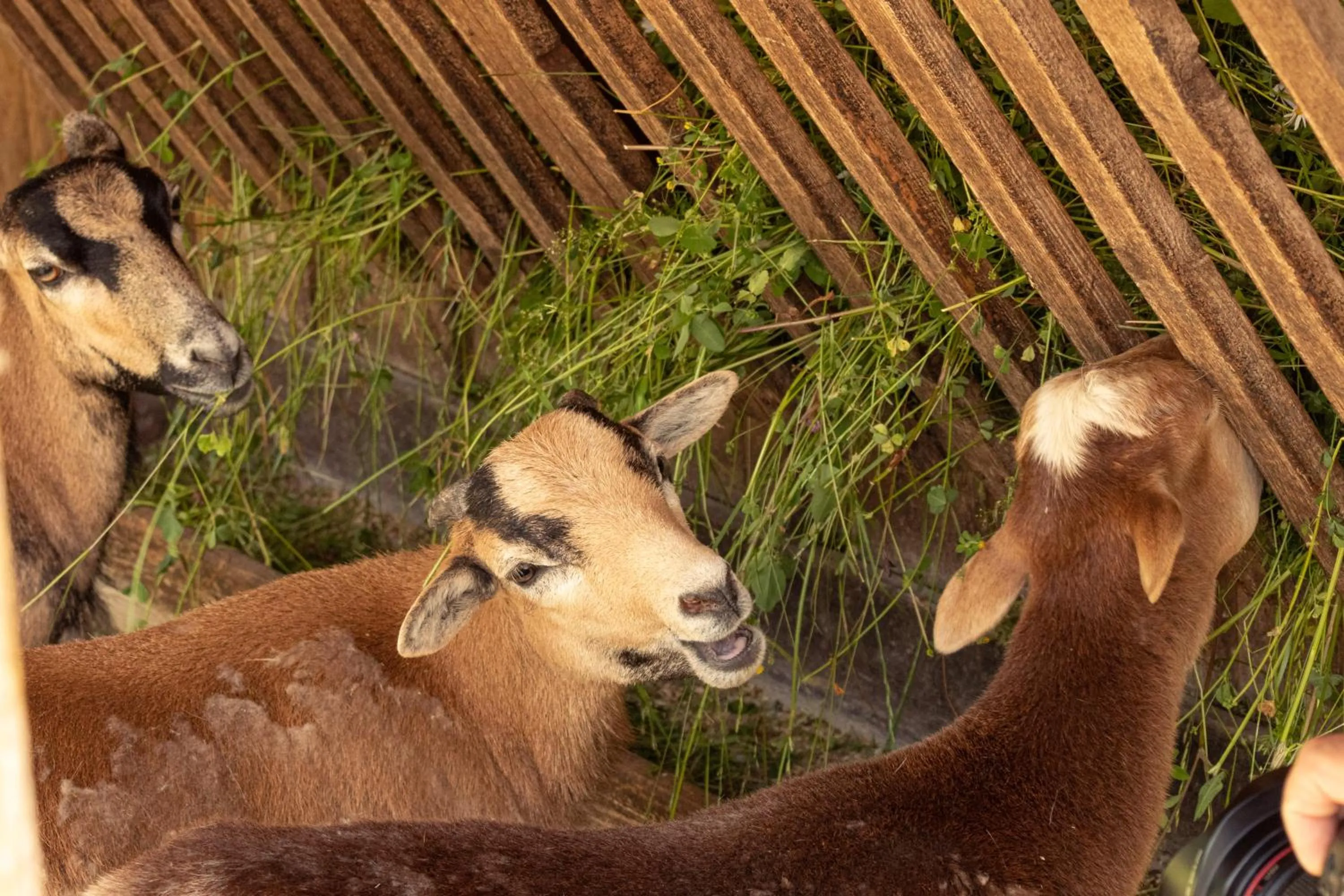 Animals in BEECH Resort Fleesensee