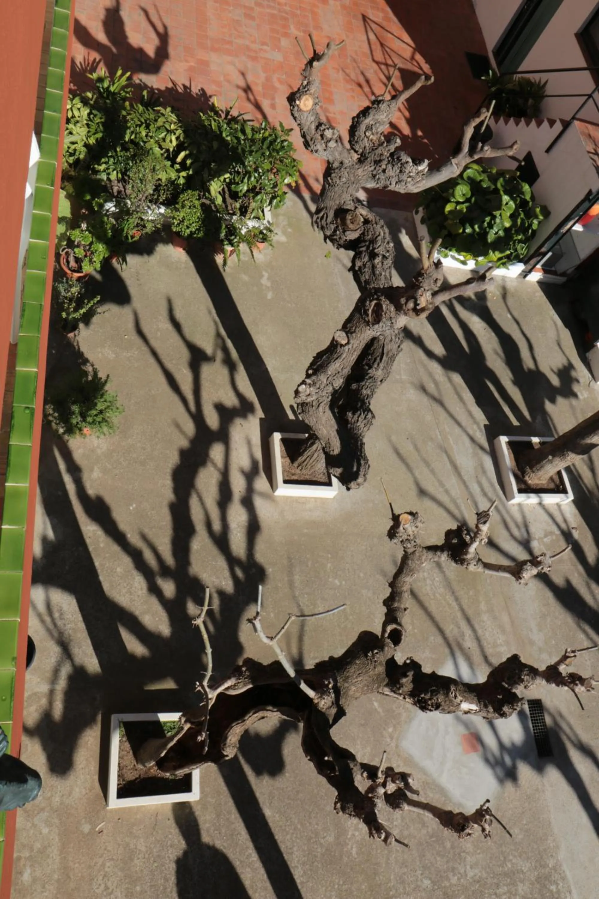 Garden in Hostal Plaja i Pati de Can Plaja