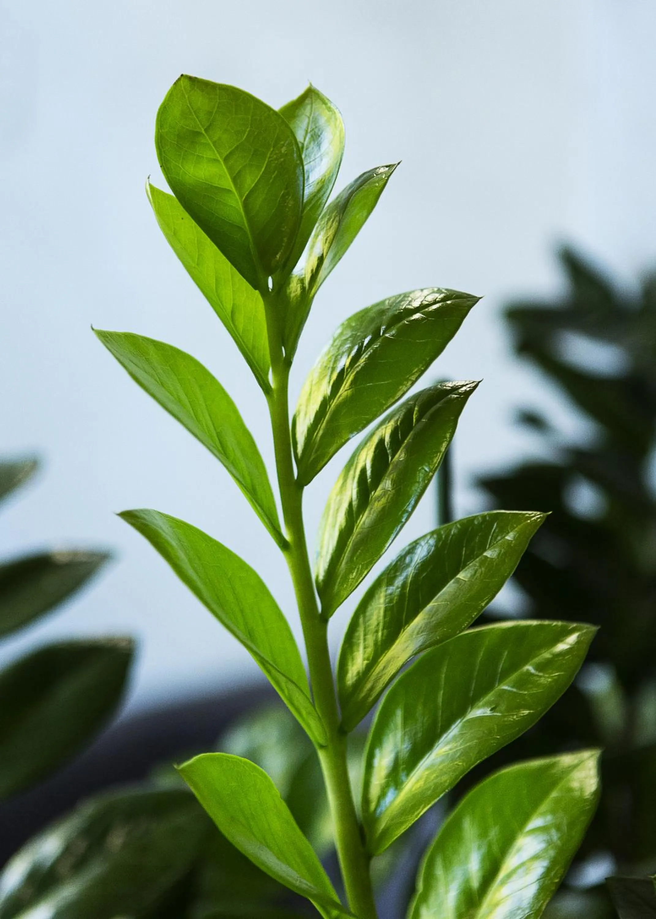 Garden in InterHotel