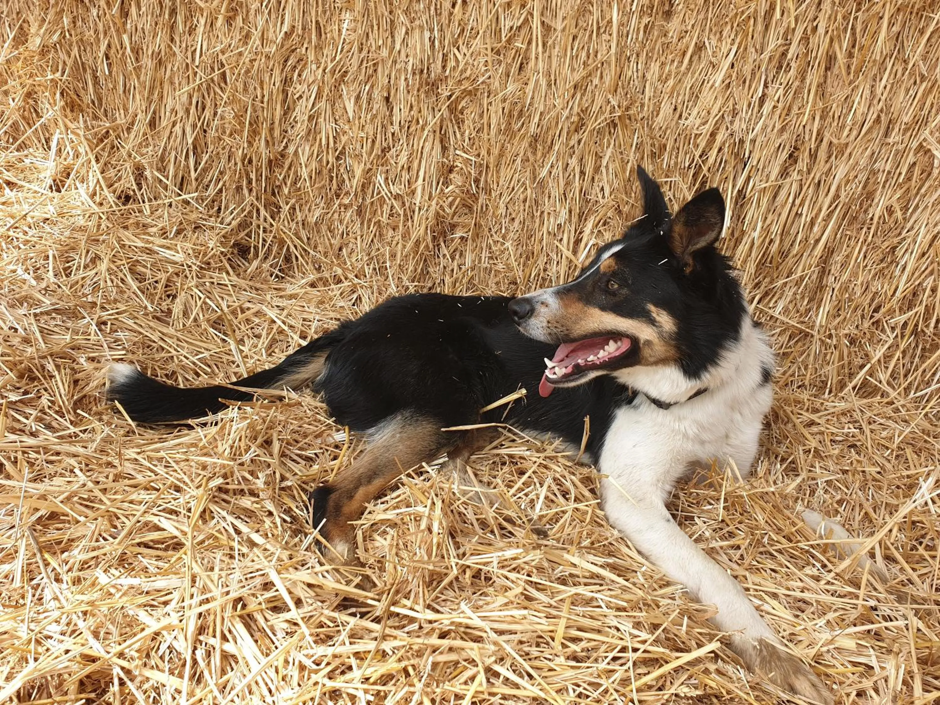 Animals in B&B La ferme du Château de Broich