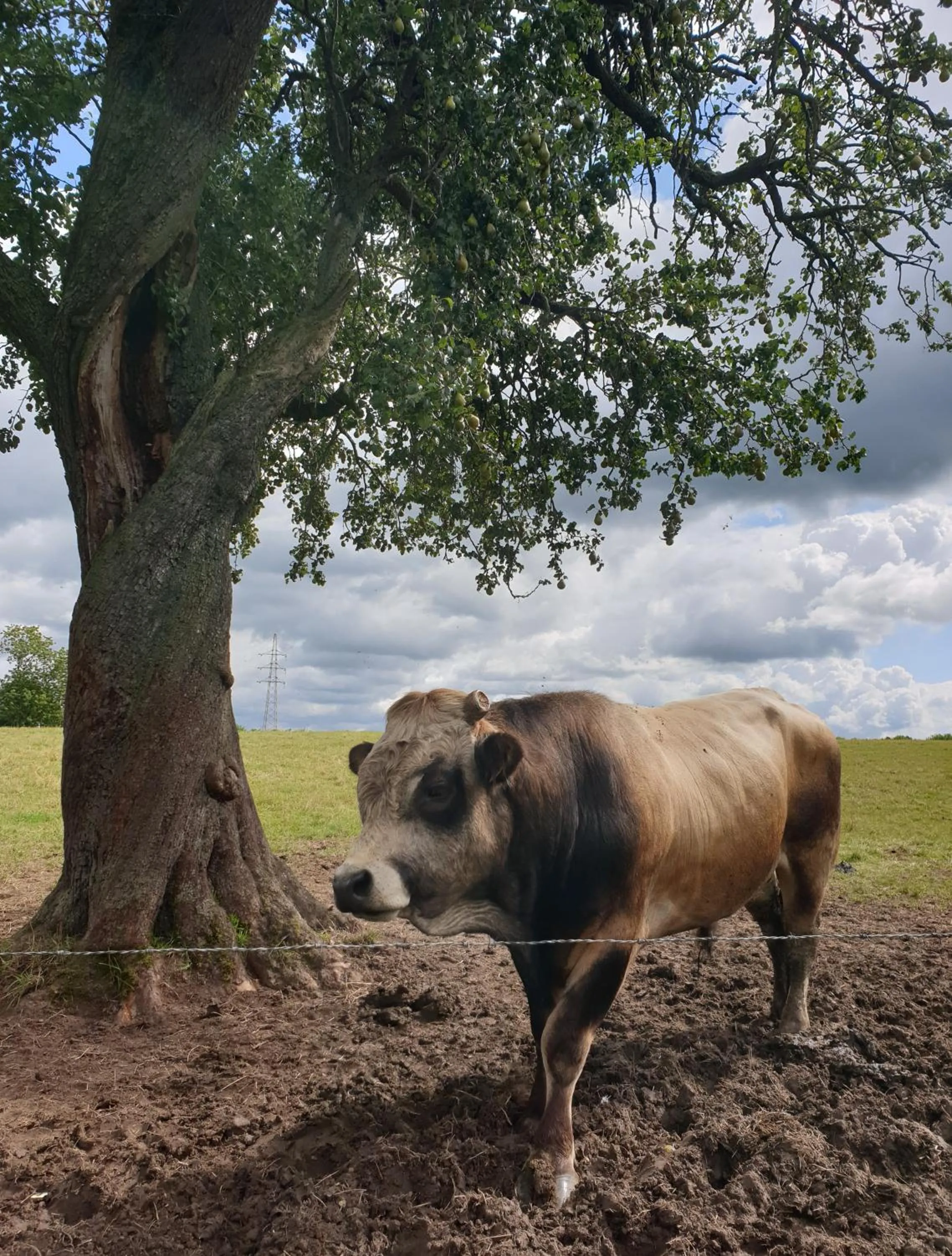 B&B La ferme du Château de Broich