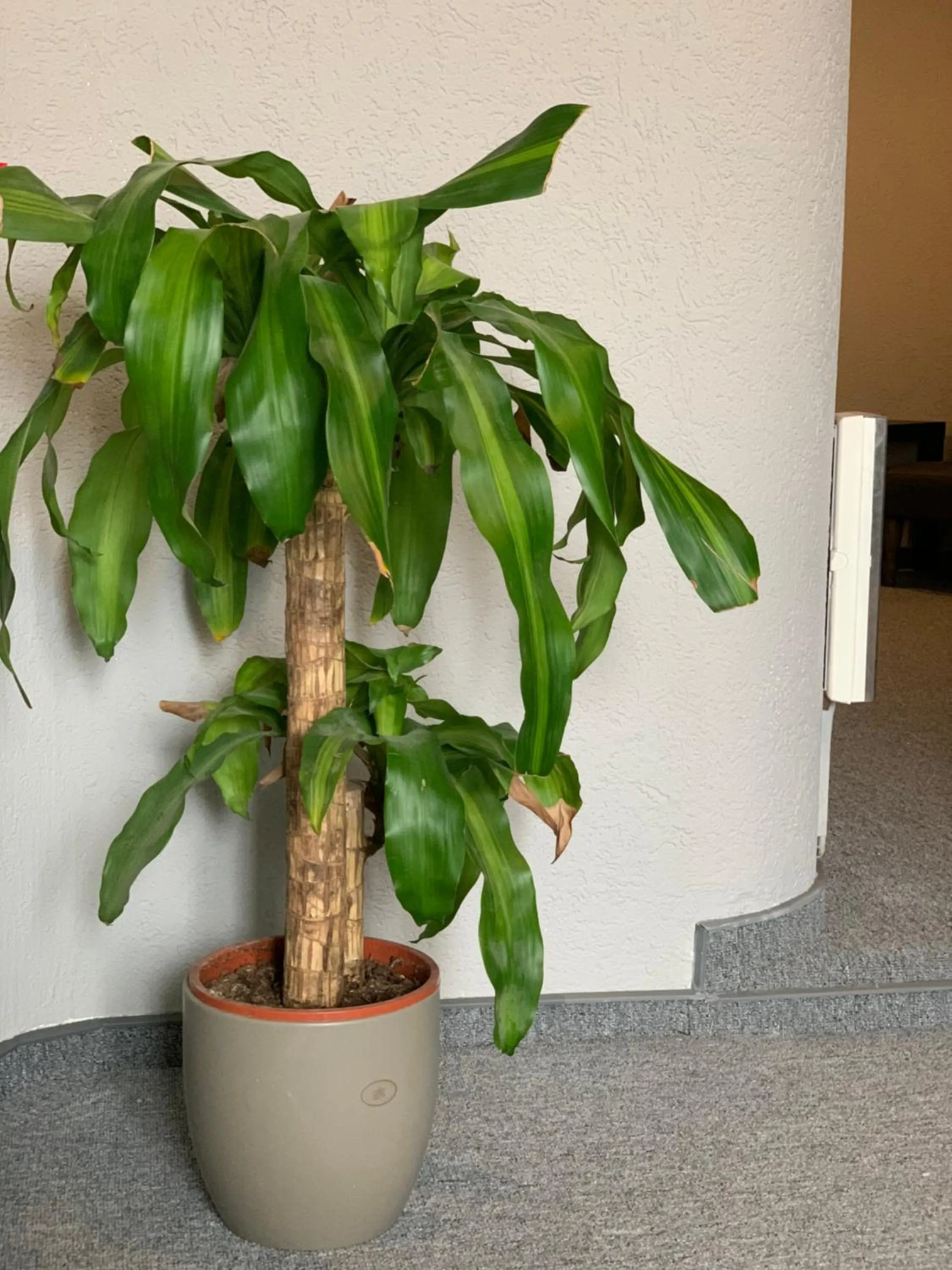 Swiss Hotel Krummen Eich Pratteln Free Parking