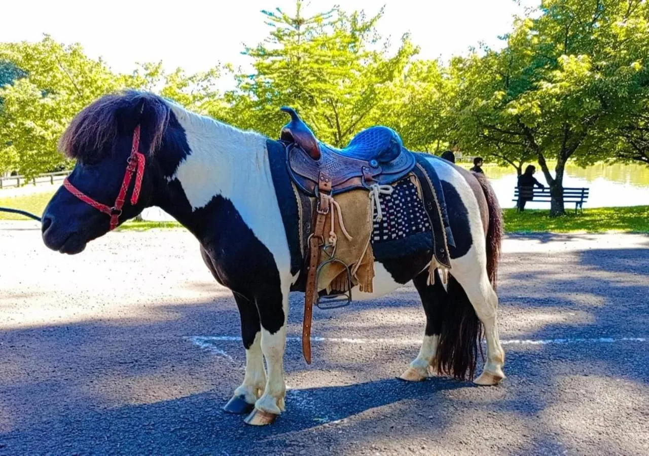 Day in Maestro Thermas Park Hotel