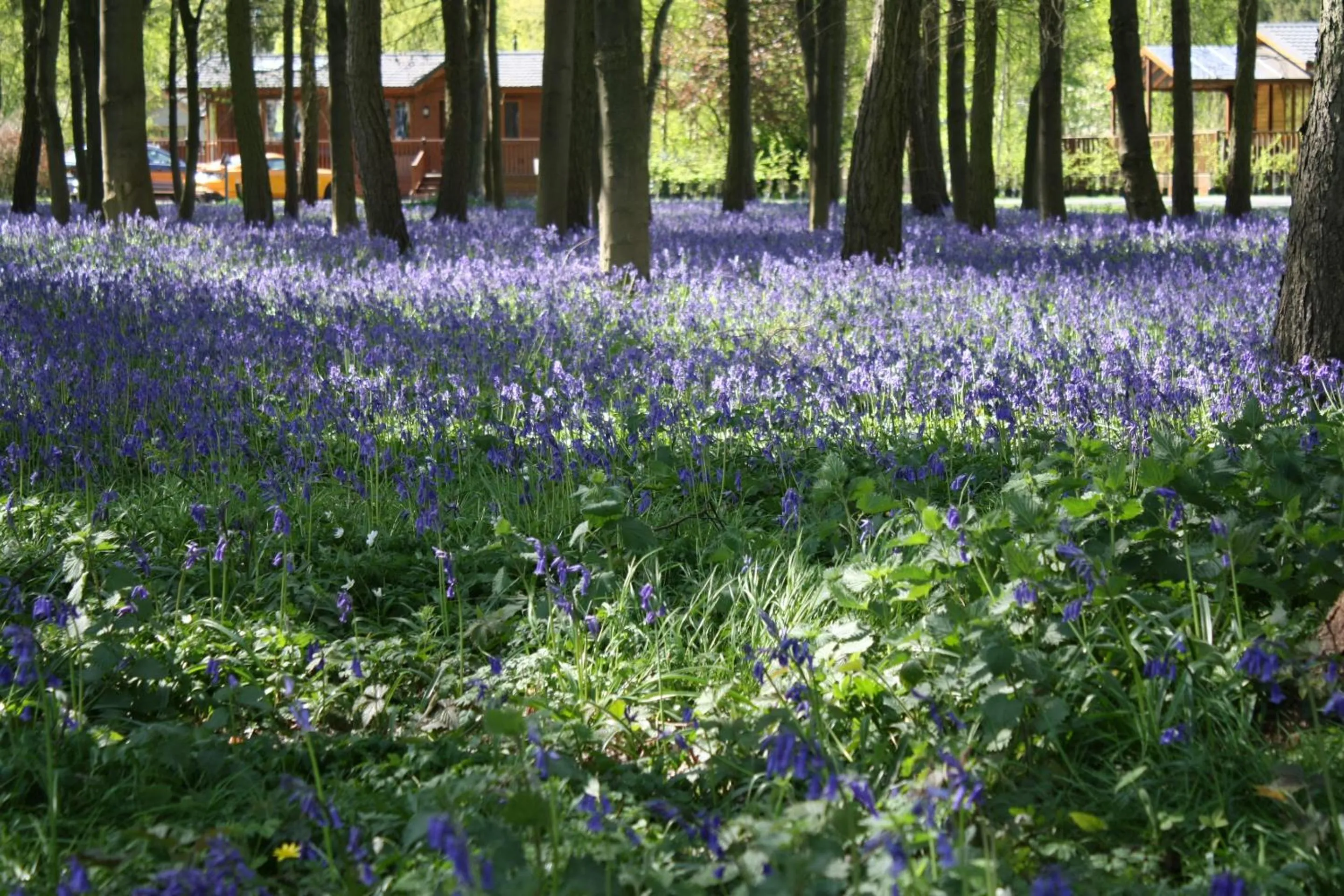 Property building in Hollicarrs - Stag Lodge