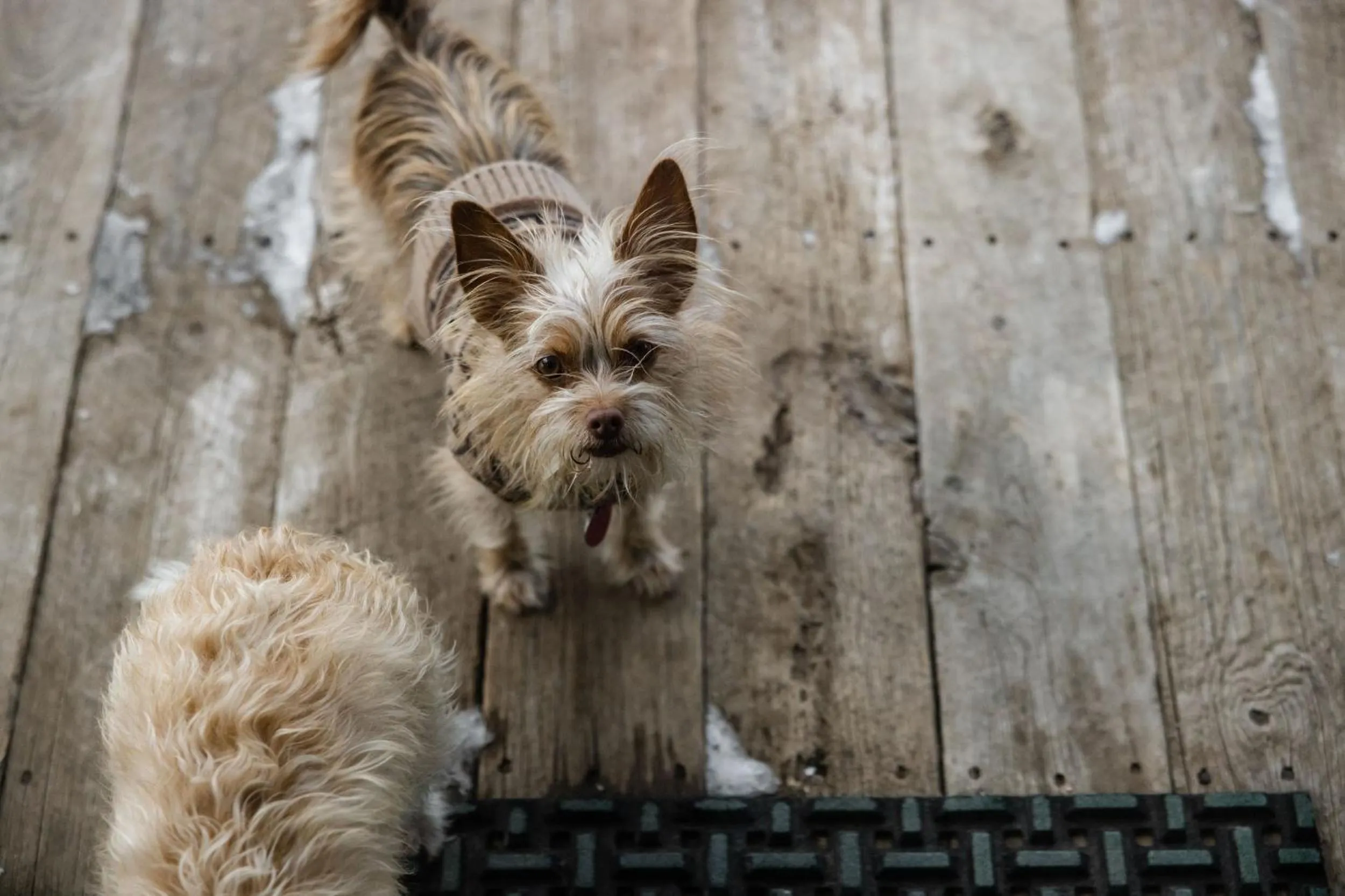 Pets in Beyul Retreat