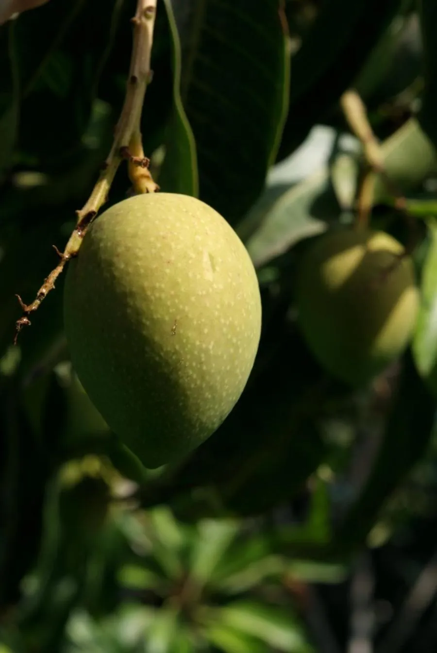 Garden in Al Nahda Resort & Spa