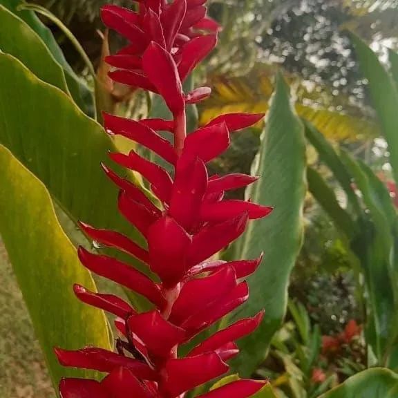 Casona Rústica & Bungalow