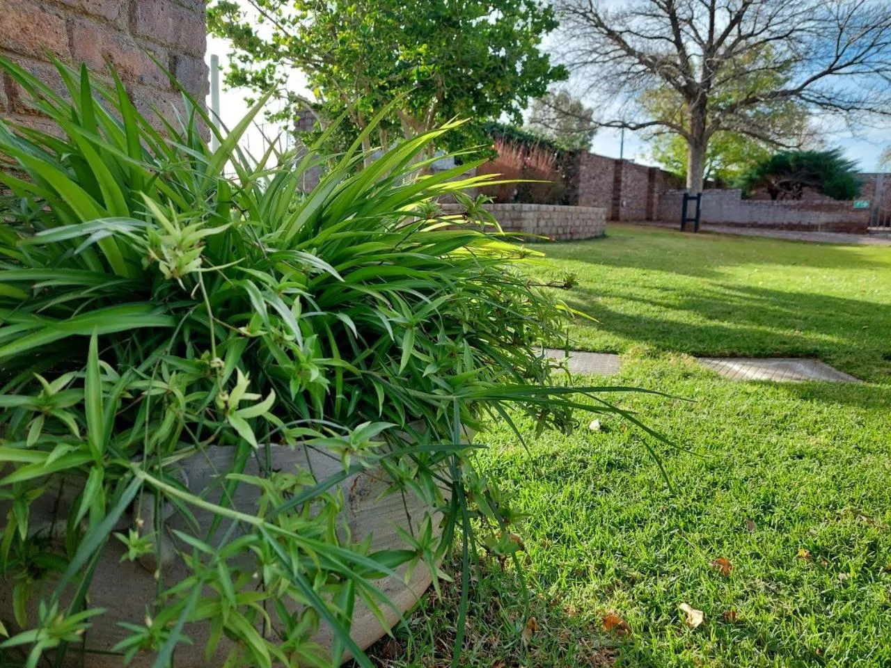 Garden in Aloes Guest House 62 on Meintjies